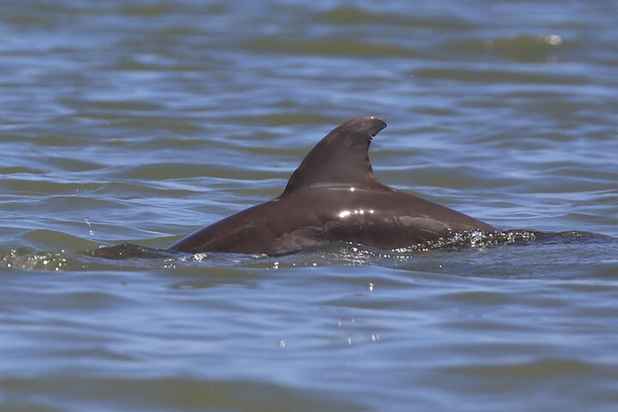 Indian River Shores Dolphin and Wildlife Kayak Tour 90 min - Image 2