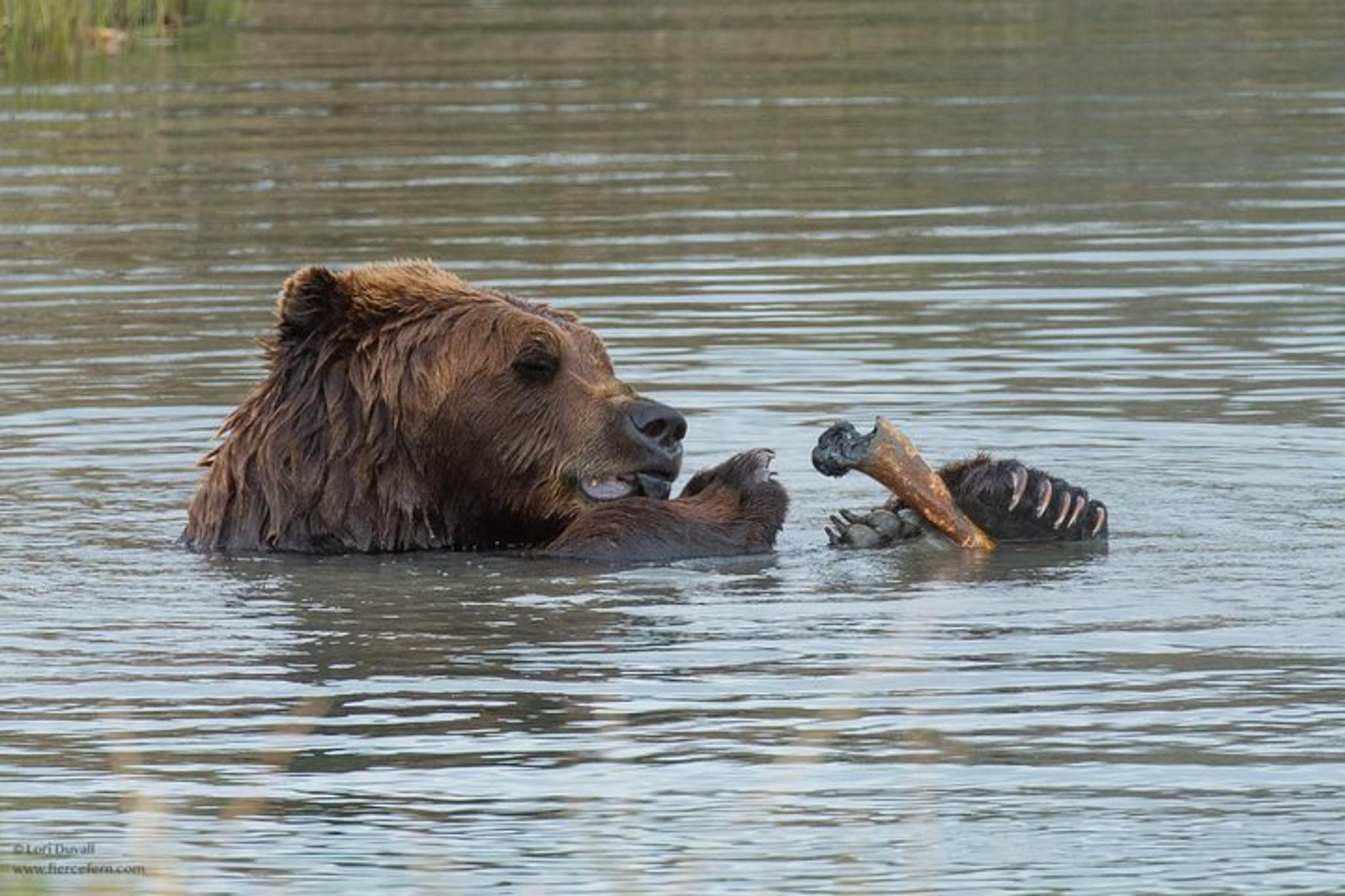 Anchorage Wildlife Day Tour with Hotel Pickup - Image 1
