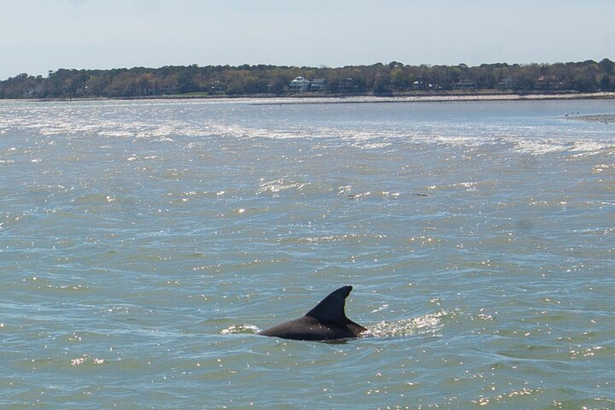 Hilton Head Dolphin Cruise & Nature Tour 1.5 hr - Image 5