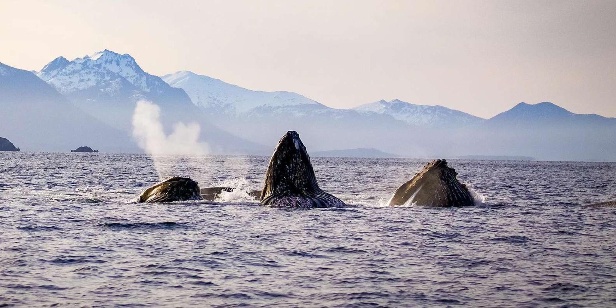 Sitka Wildlife Adventure - Image 3