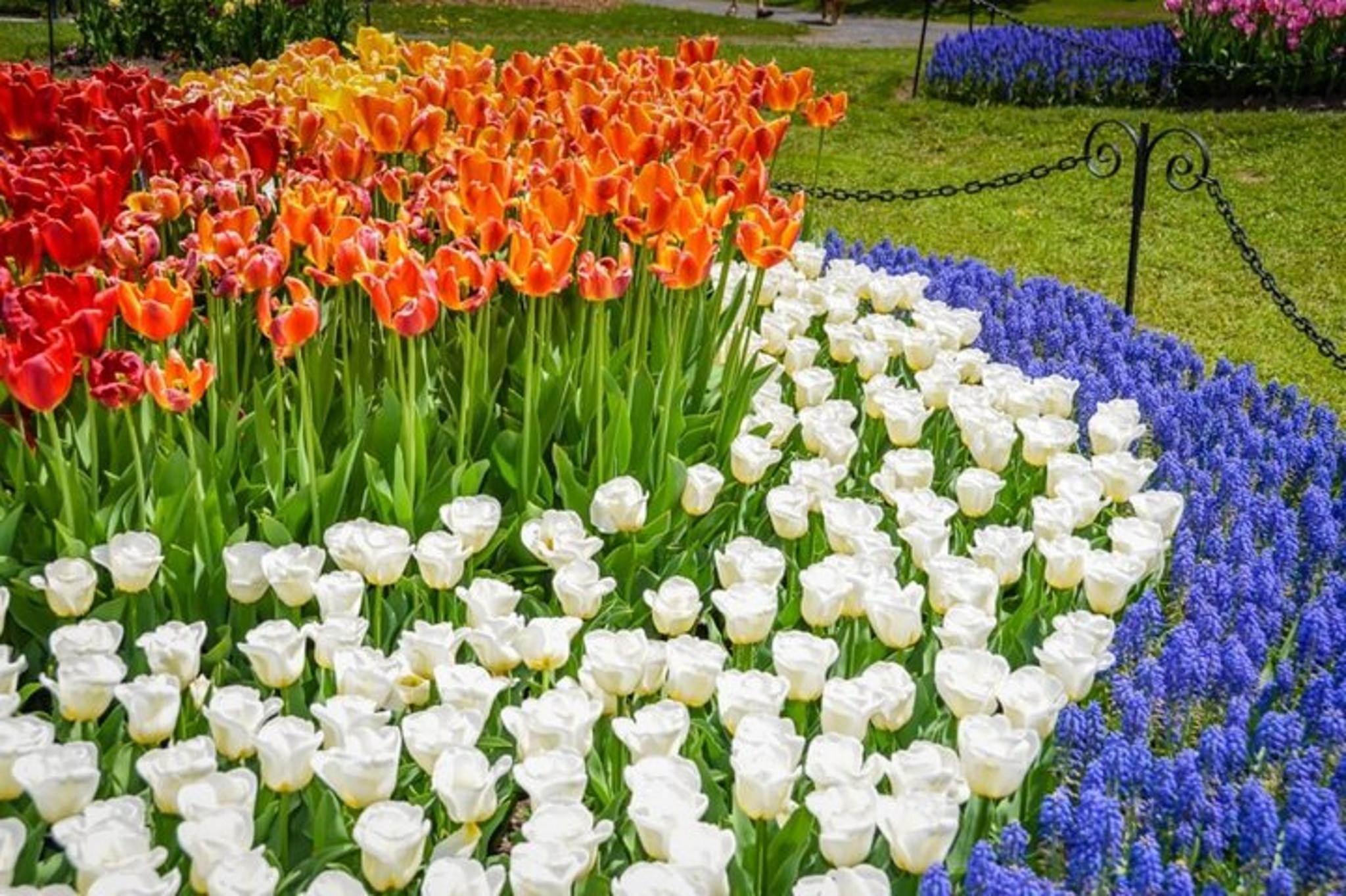 Albany Tulip Festival Day Trip from New York City