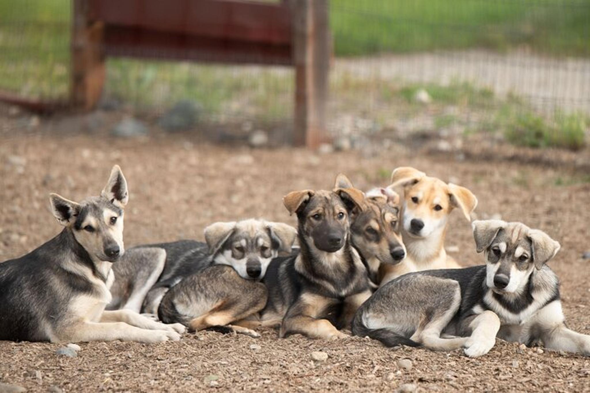 Fairbanks Beer and Puppies Experience 1.5 hr - Image 4