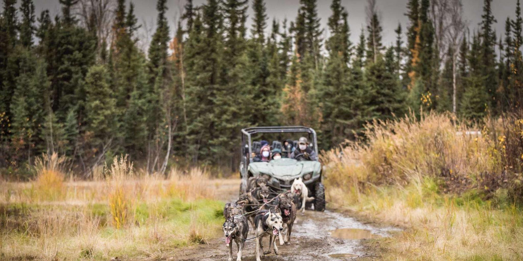 Fairbanks Dog Mushing UTV Adventure - Image 4