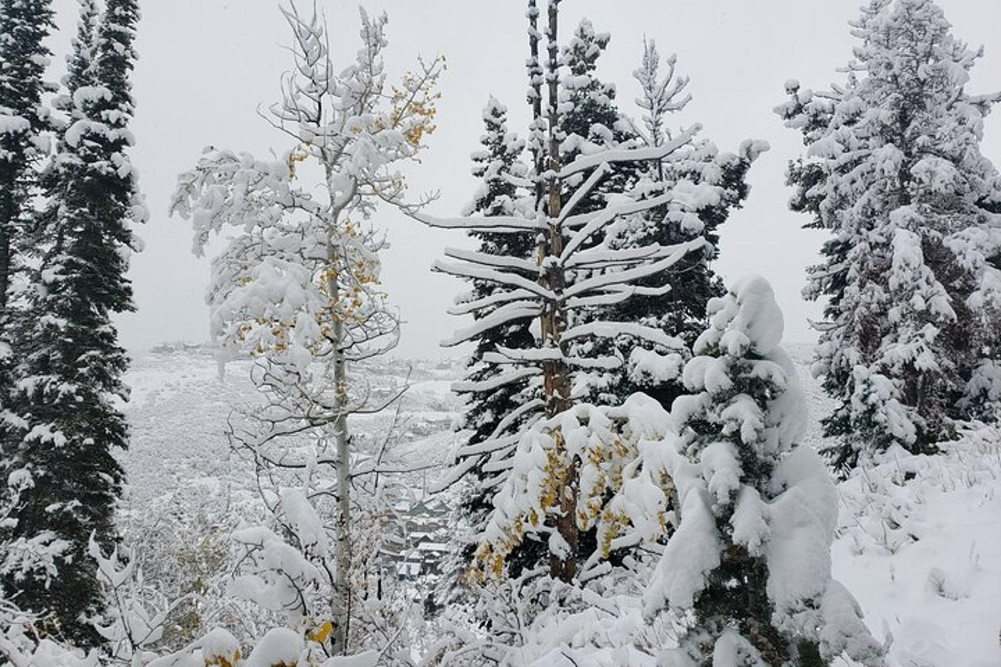 Uinta Forest Hike with Fire and Lunch Stop - Image 2