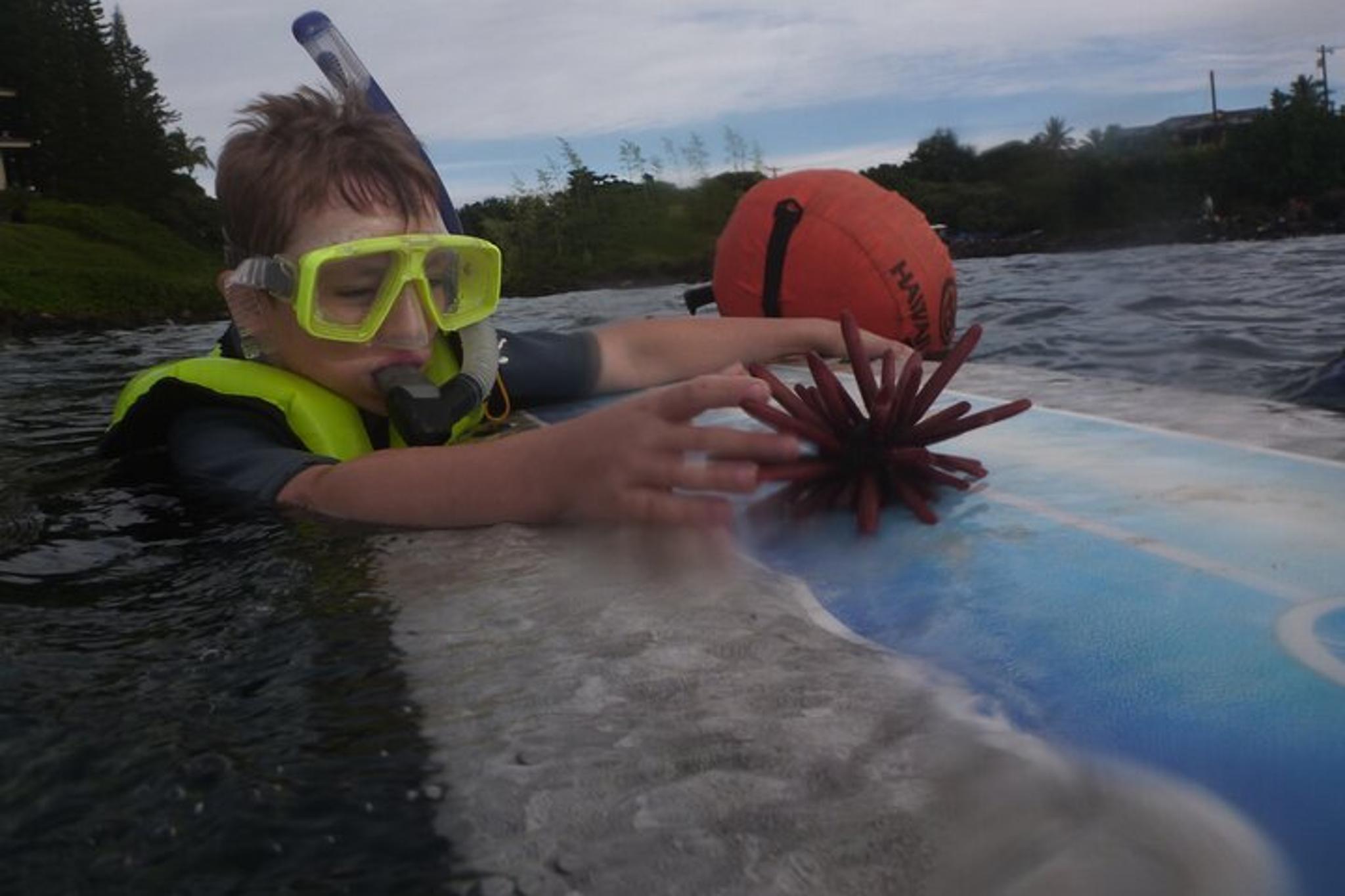 Kauai Private Snorkel Tour with Sea Turtles 2 hr