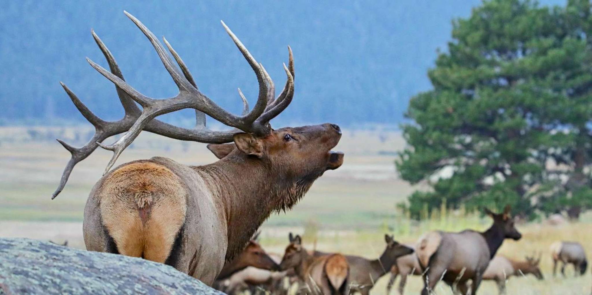 Estes Park Rocky Mountain National Park Tour - Image 2