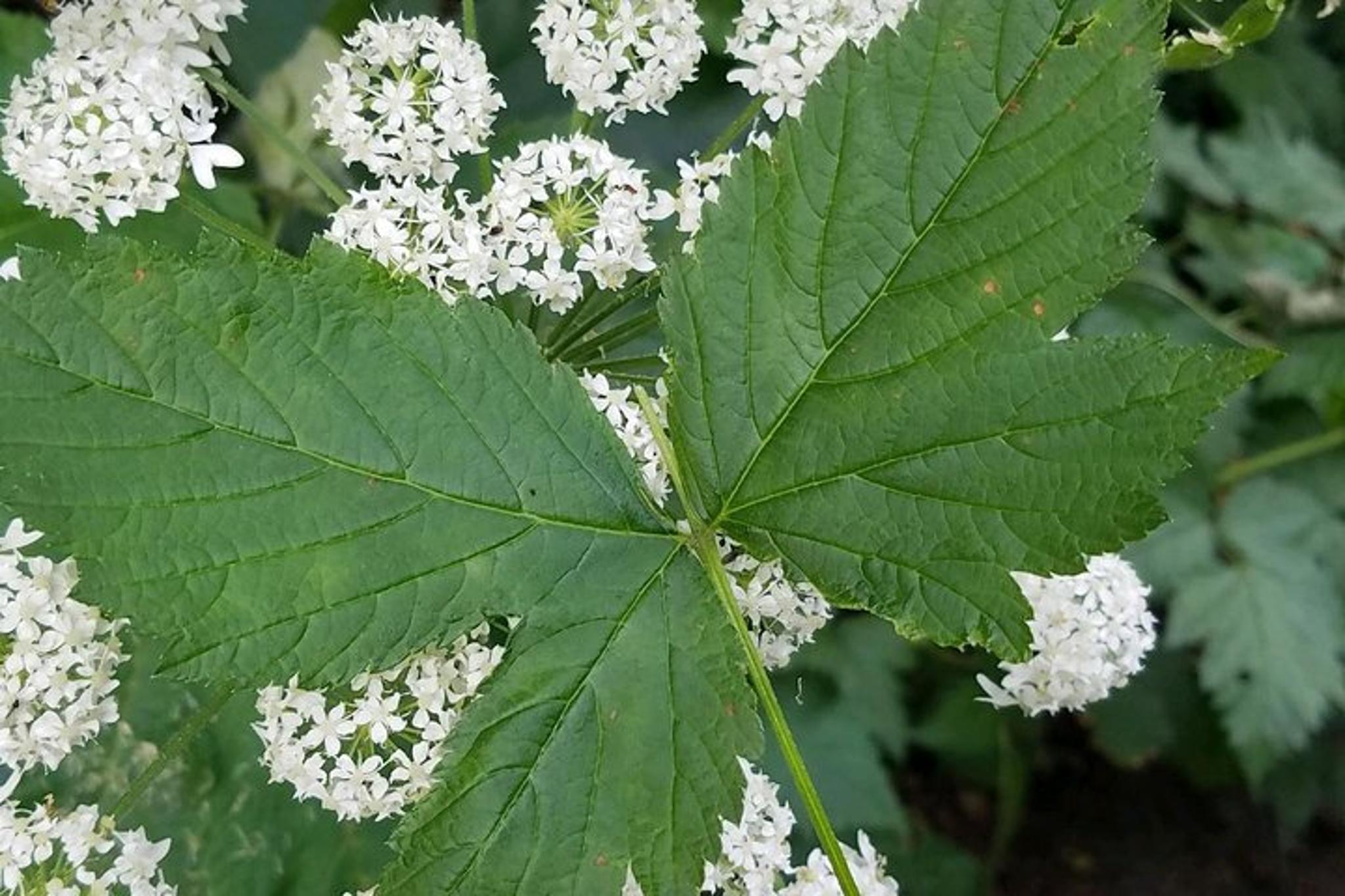 Ketchikan Shop, Sites, and Bites Tour 2 hr - Image 3