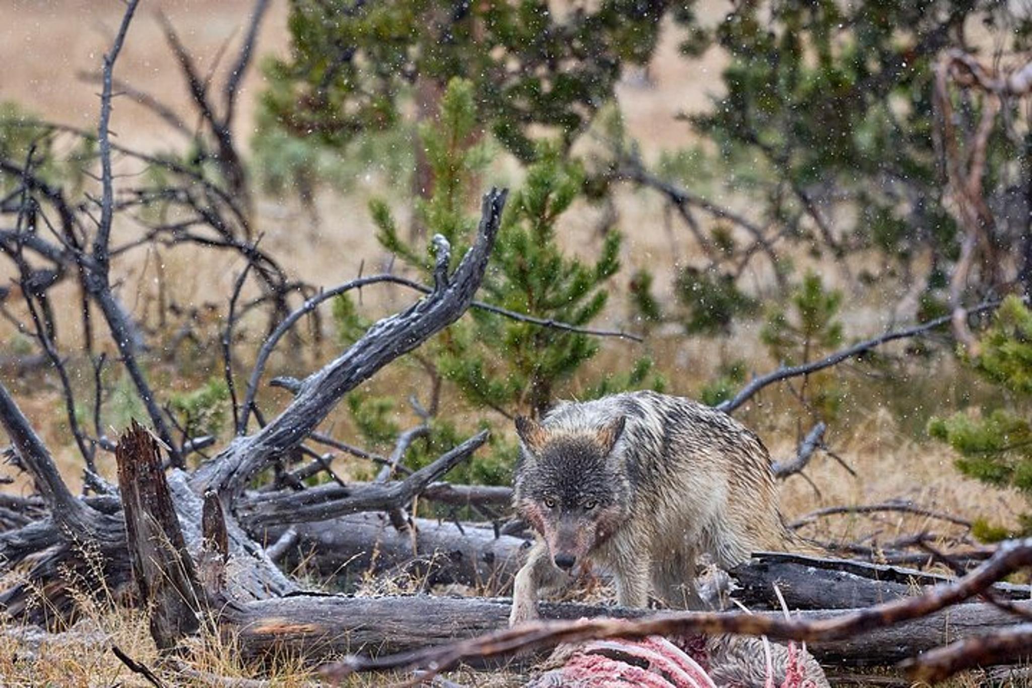 Yellowstone Wildlife Photo Safari Half Day - Image 2