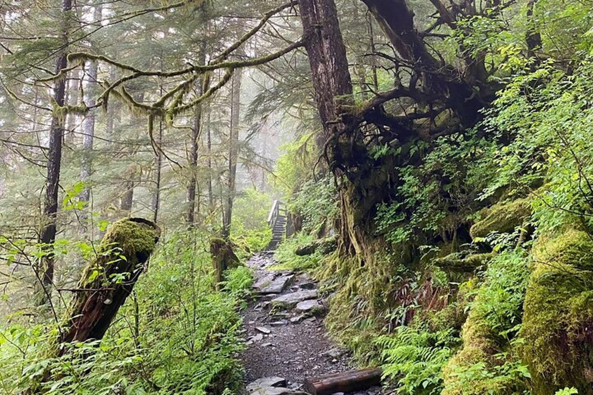 Ketchikan Rainforest, Beach & Wildlife Walk 3 hr - Image 3