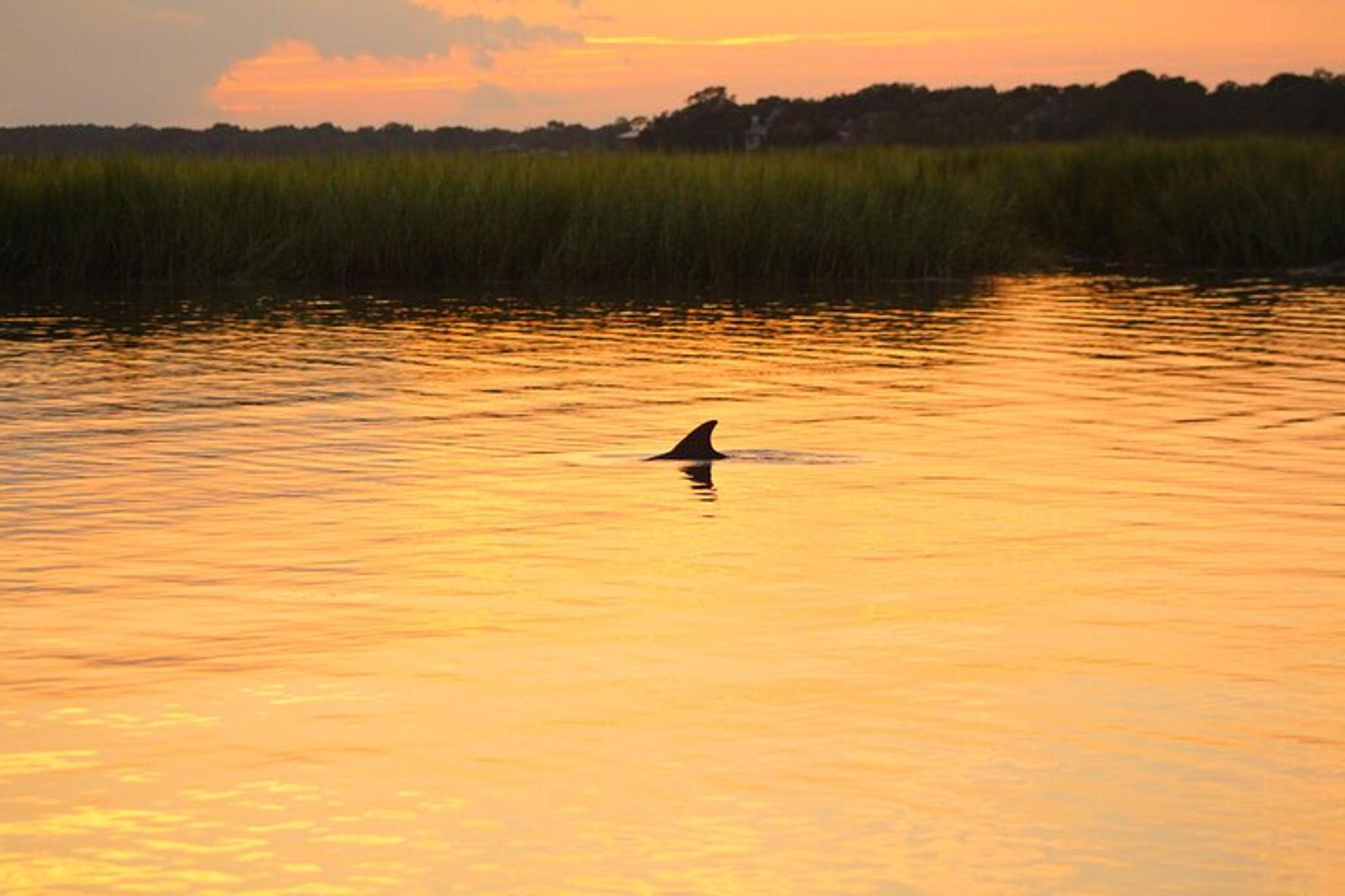 Folly Beach Dolphin Viewing Boat Tour - Image 6