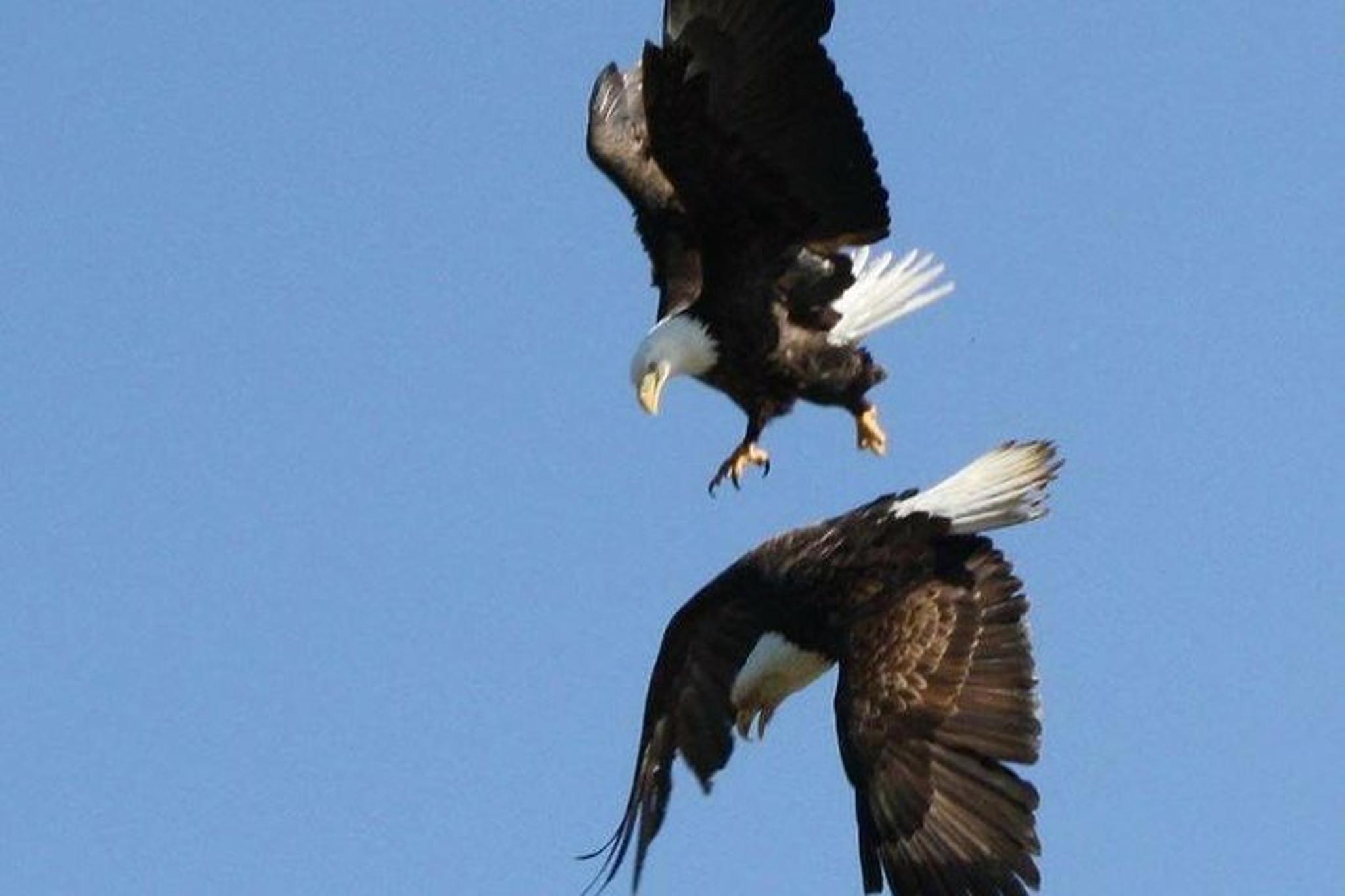 Ketchikan Sightseeing & Wildlife Boat Tour - Image 6