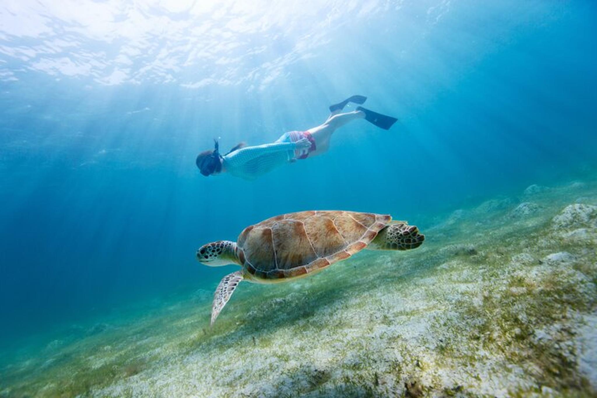 Destin Snorkeling and Dolphin Watching Experience - Image 3