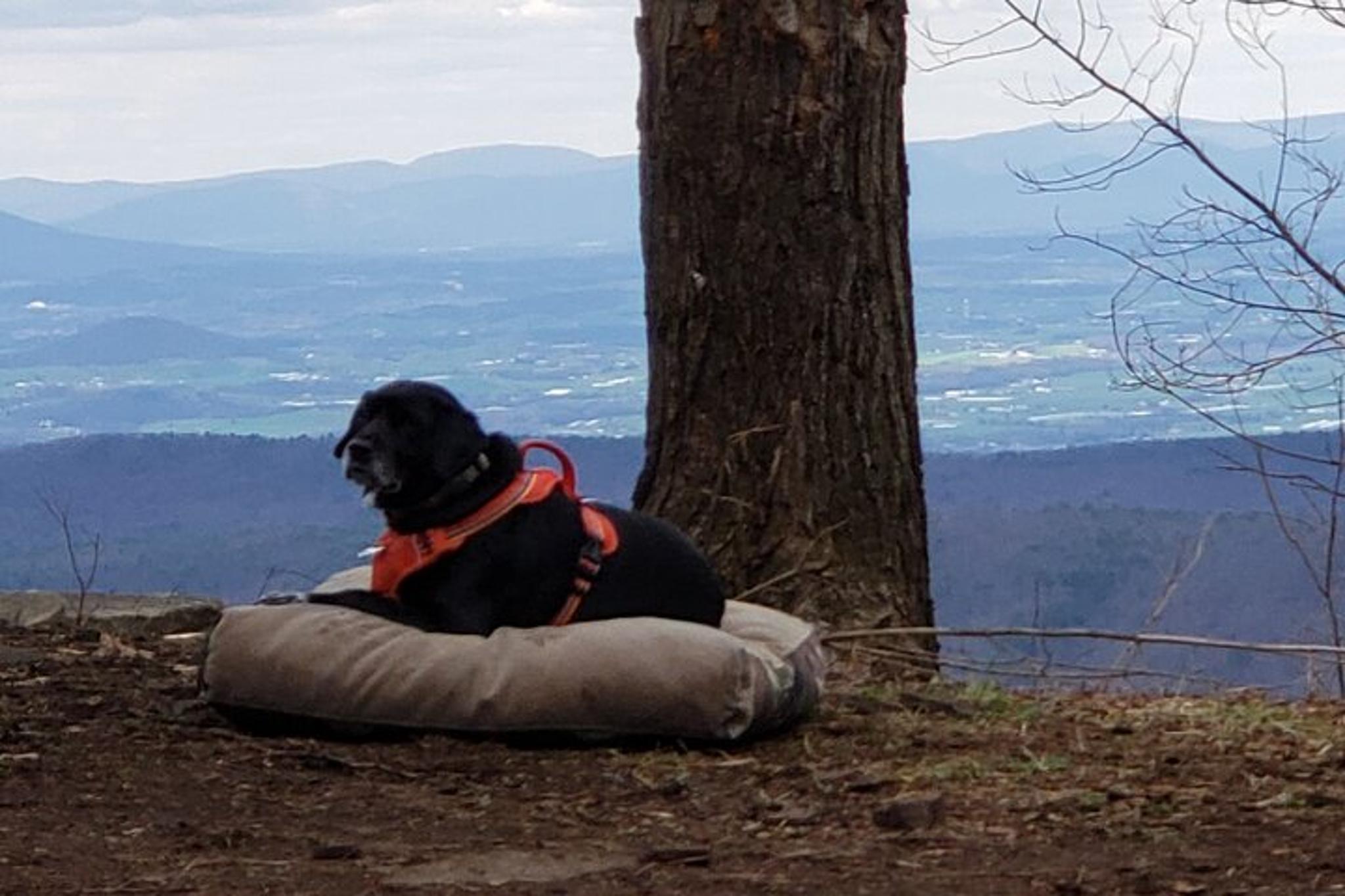 Charlottesville Off-Road Jeep Tour - Image 3