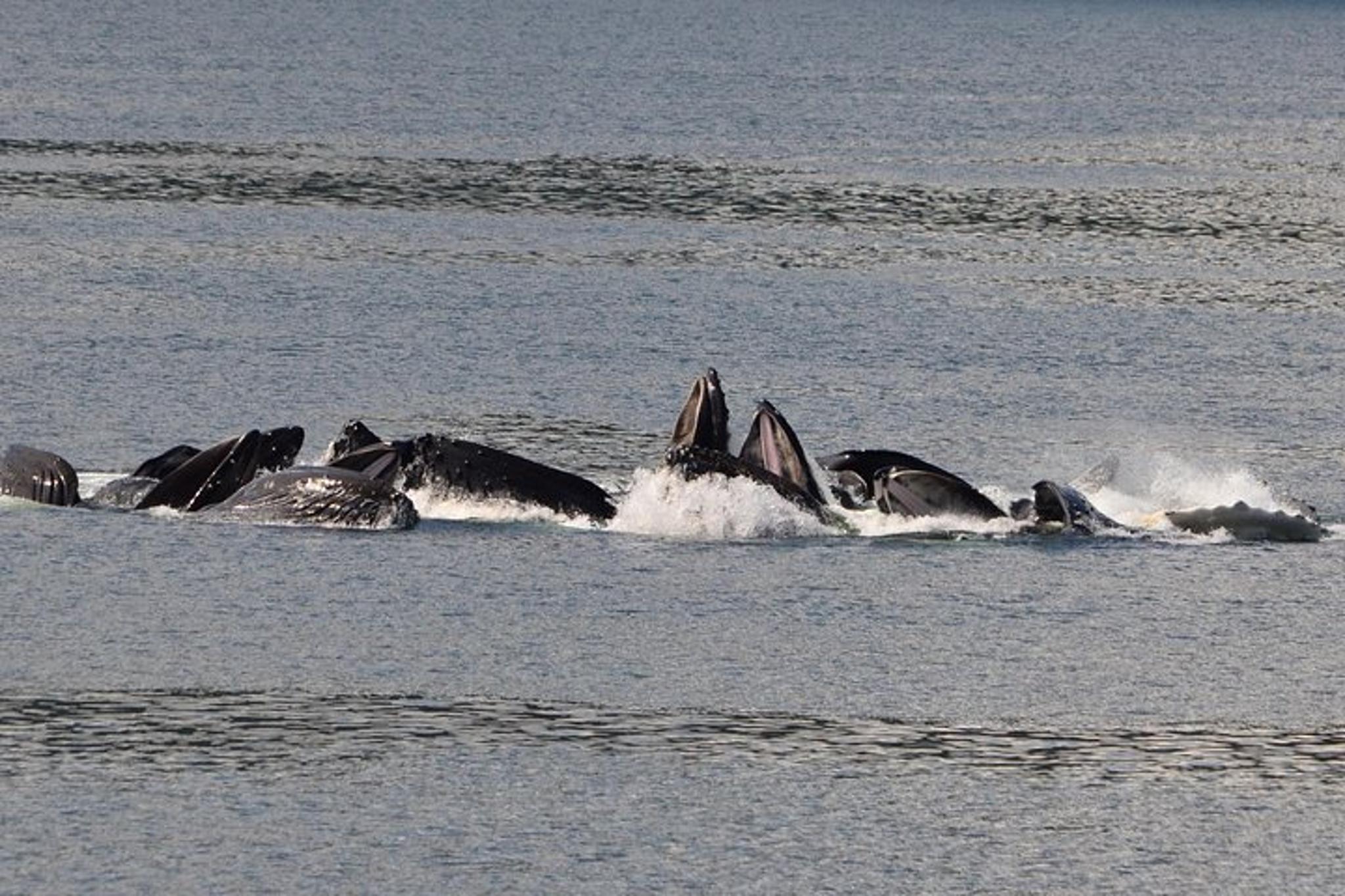 Icy Strait Whale Watching Adventure 3 hr - Image 3