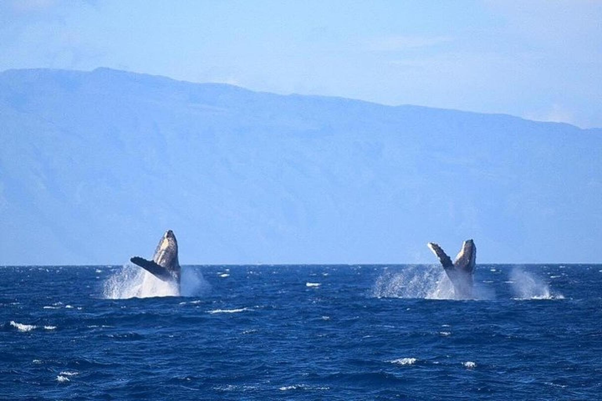 Ma'alaea Harbor Whale Watching Tour - Image 4