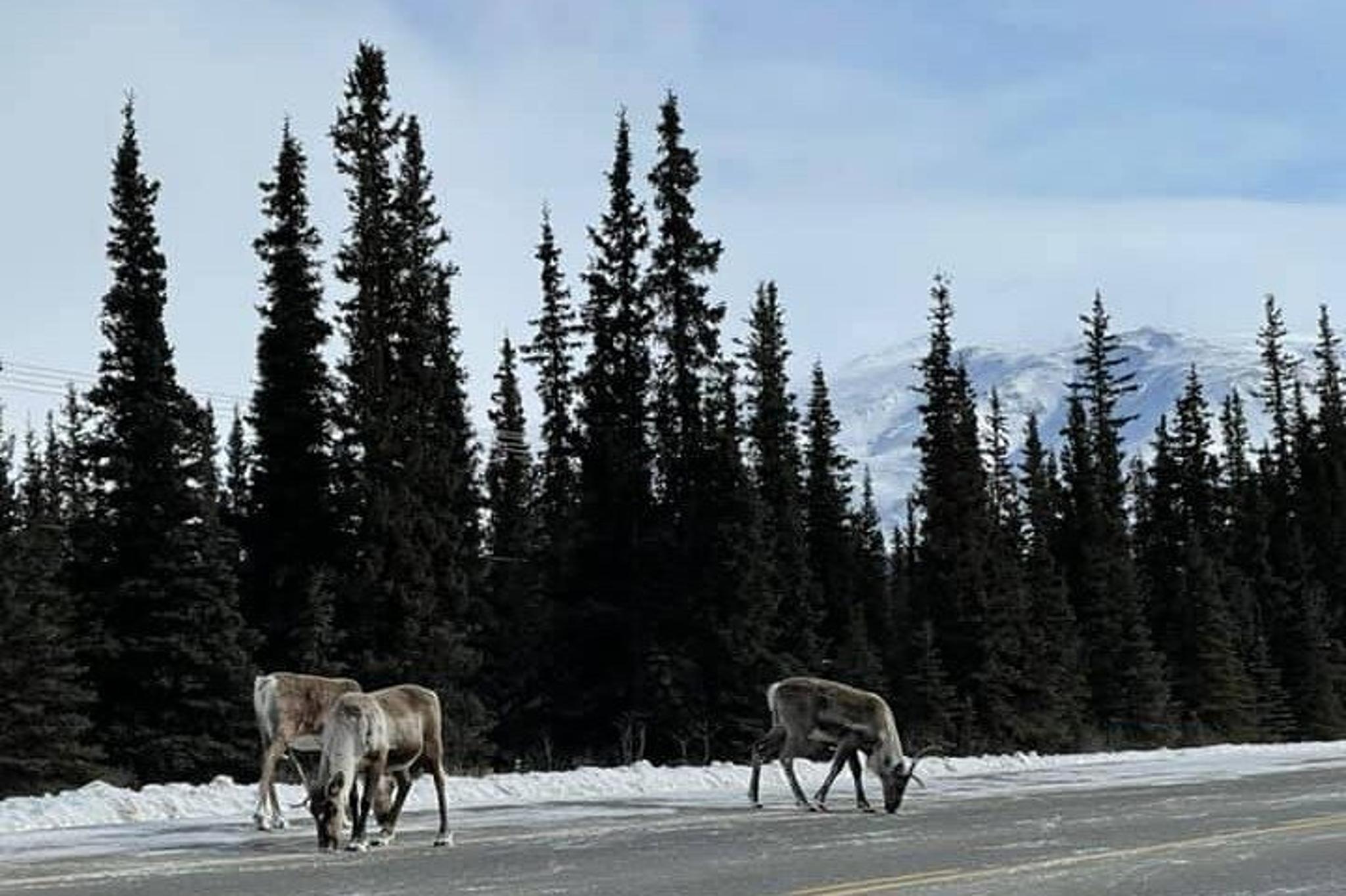 Fairbanks Extreme Cold Clothing Package - Image 5