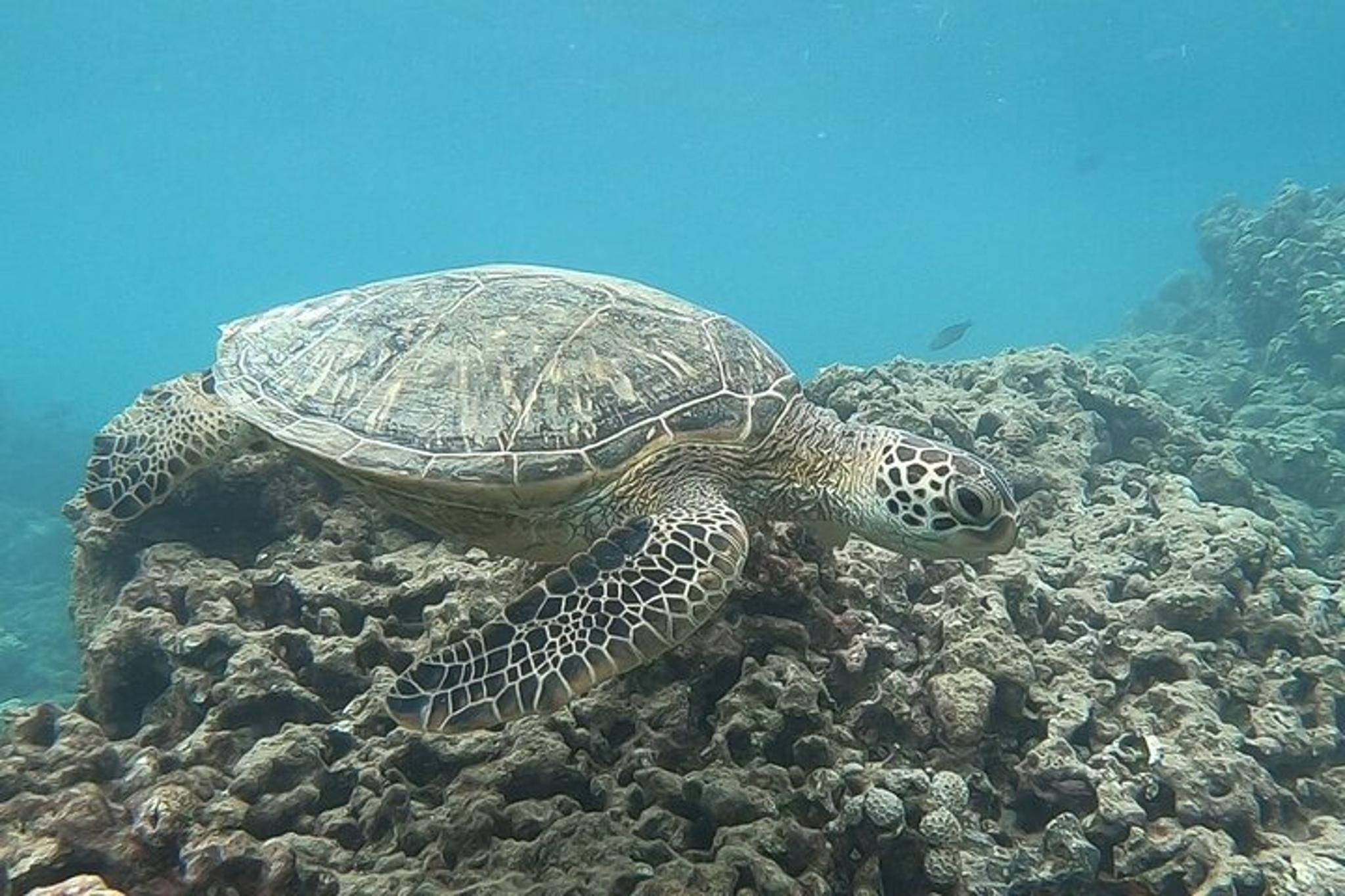 Honolulu Snorkeling Tour with Transportation - Image 3