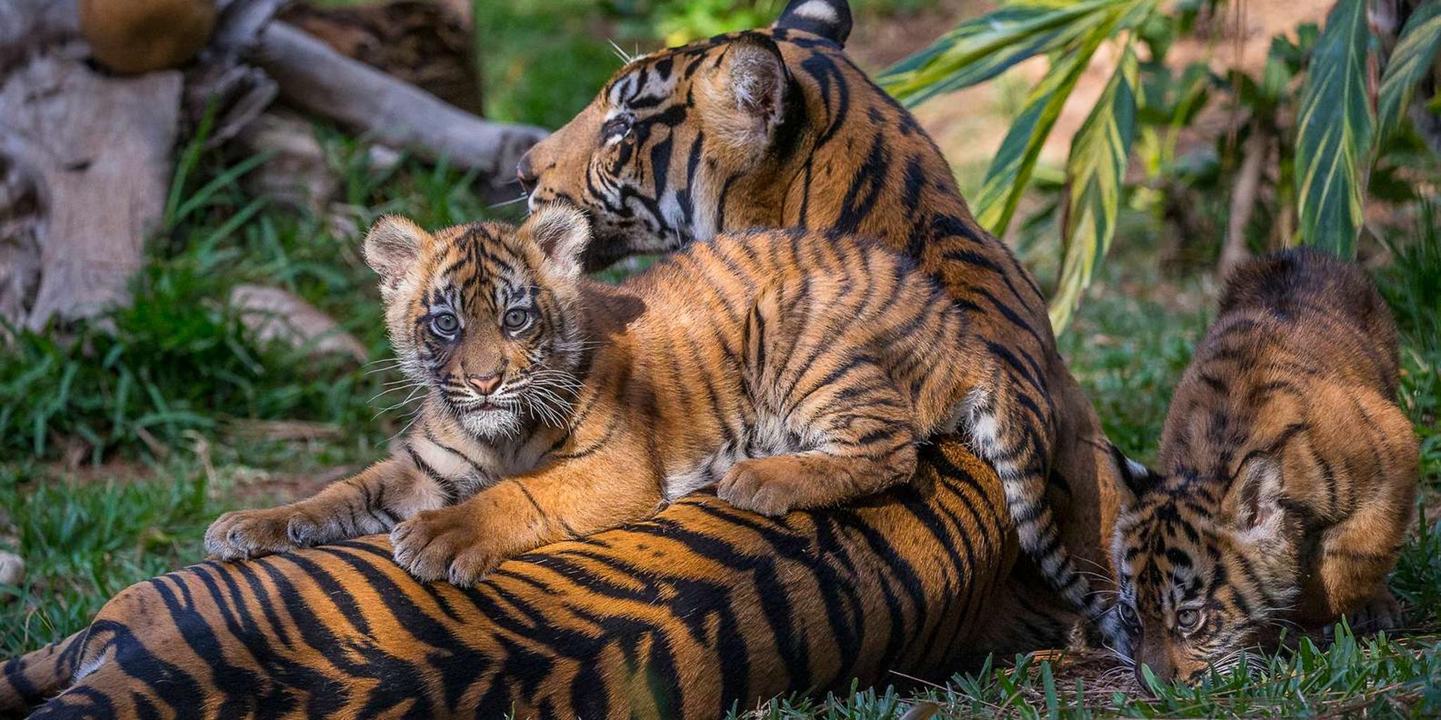 San Diego Zoo and Safari Park 2-Day Ticket