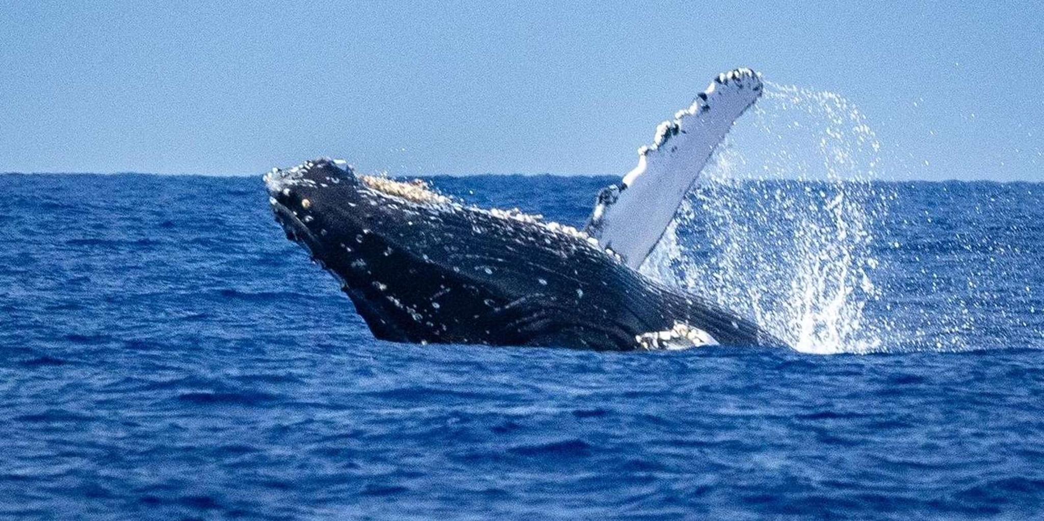 Kona Whale Watching Tour Midday 2 hr - Image 5