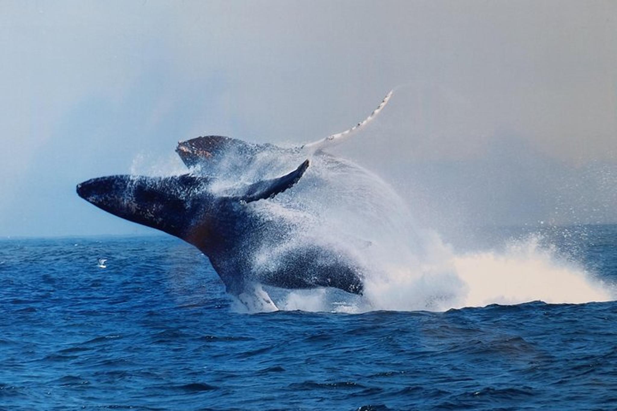 Monterey Whale Watching Tour - Image 3
