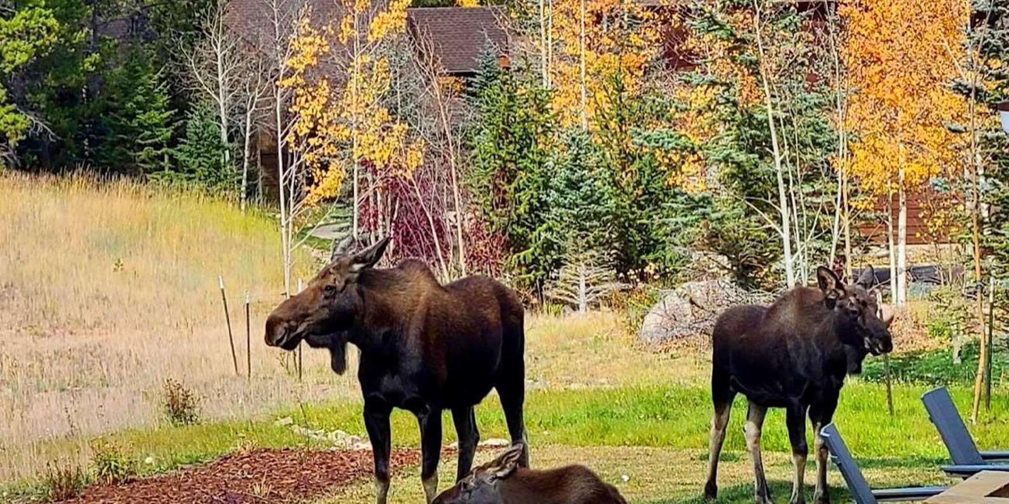 Denver Breckenridge & Continental Divide Explorer - Image 4