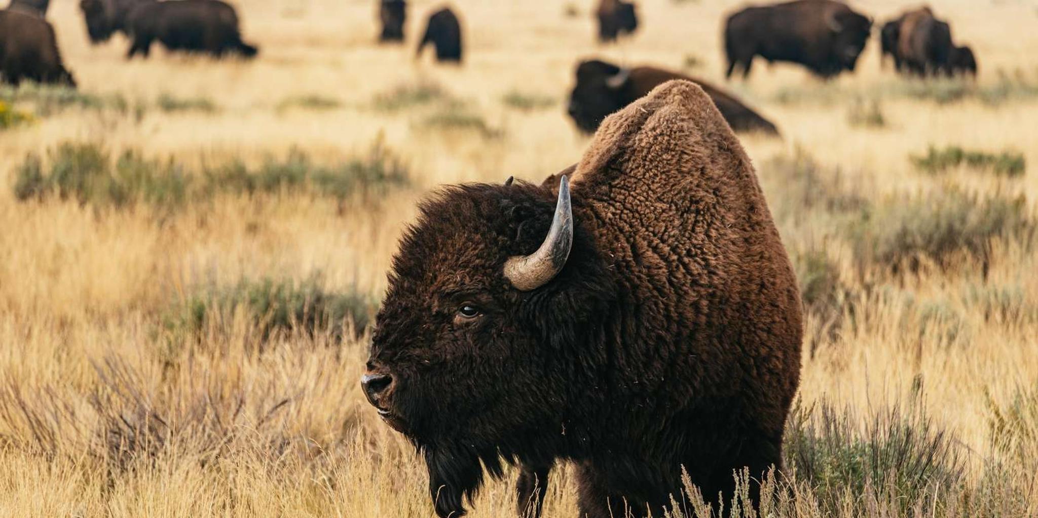 Jackson Grand Teton Wildlife Safari - Image 2