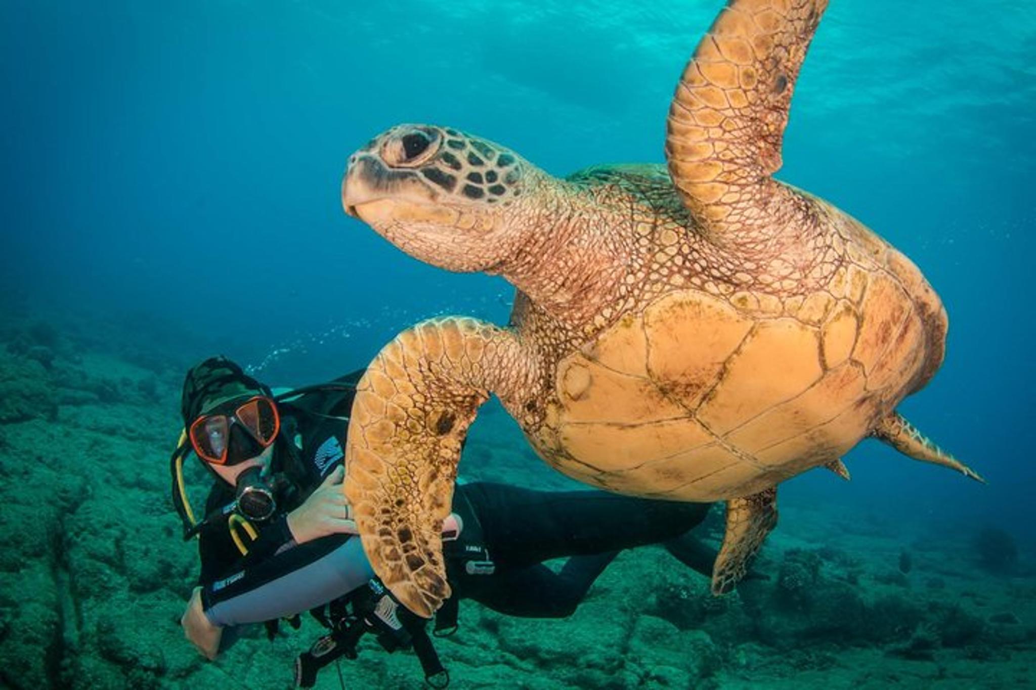 Kauai Scuba Dive Ocean Experience 2.5 Hr - Image 3
