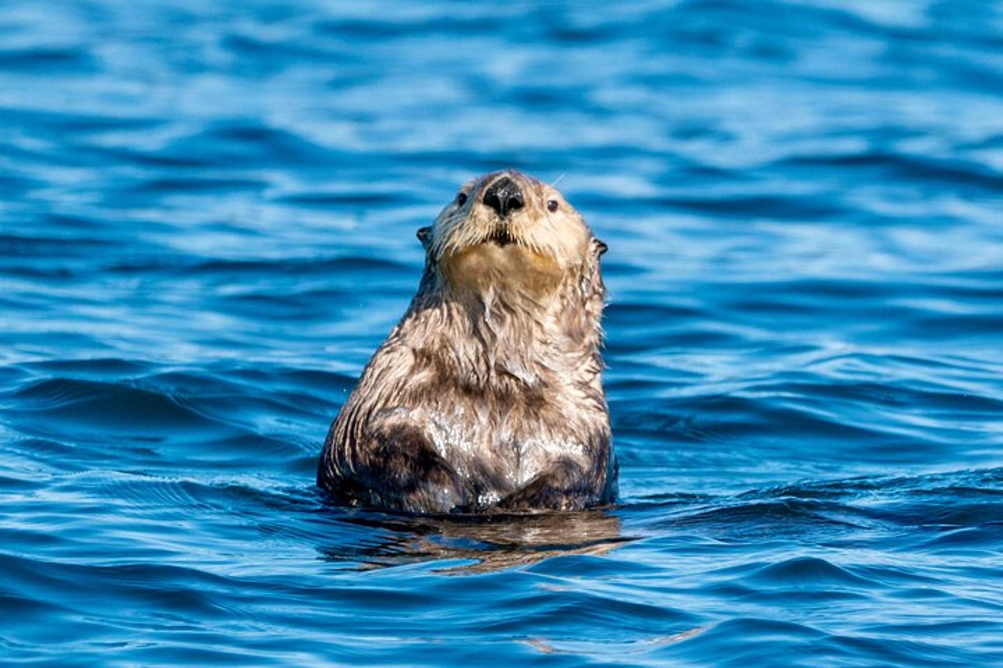 Sitka Scenic Wildlife Boat Excursion