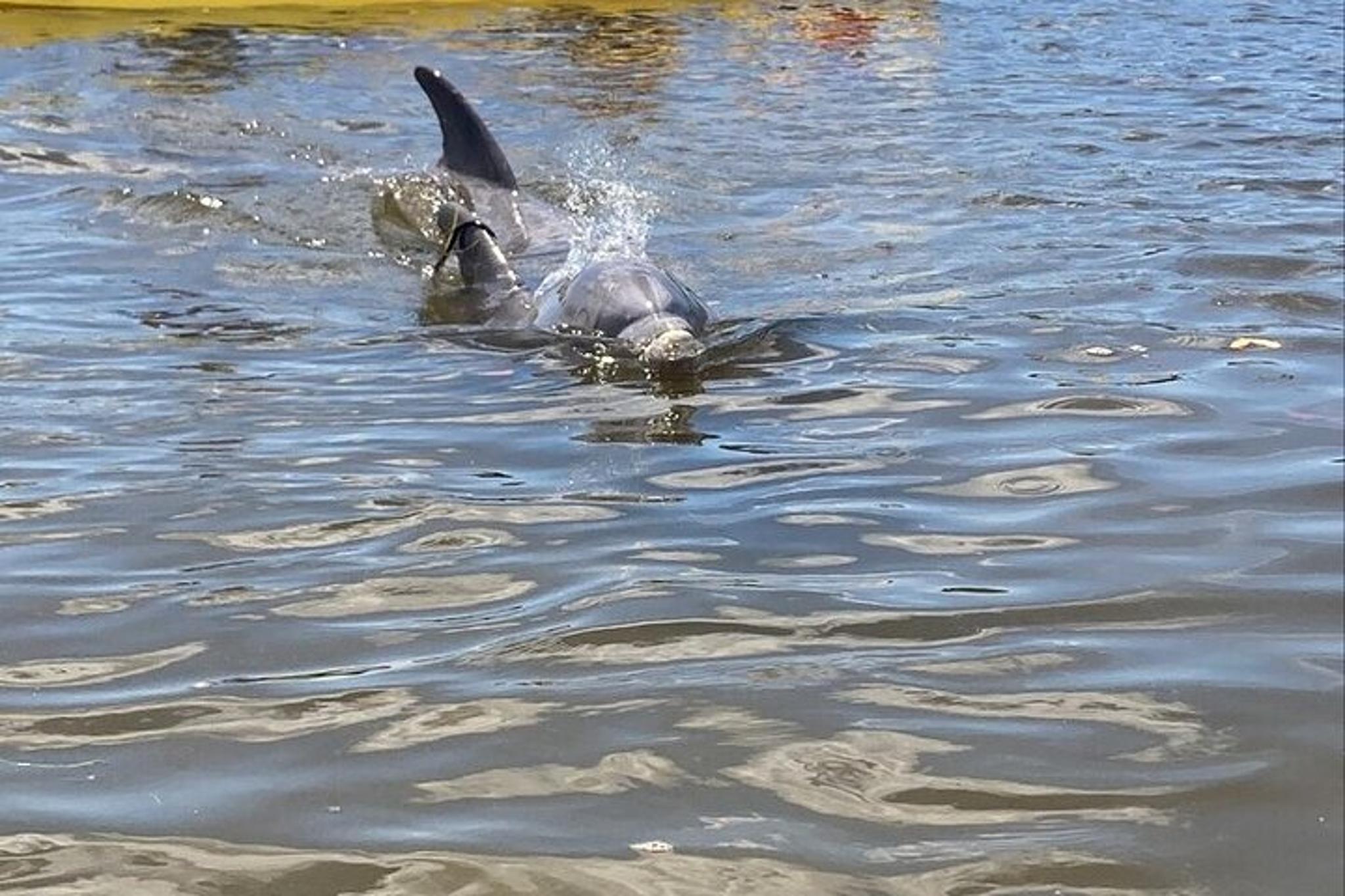 Tarpon Springs Kayaking Tour with Manatees and History - Image 5