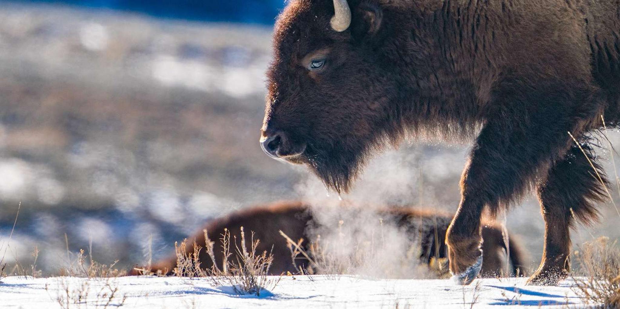 Yellowstone Wildlife Photography Tour 3 Days