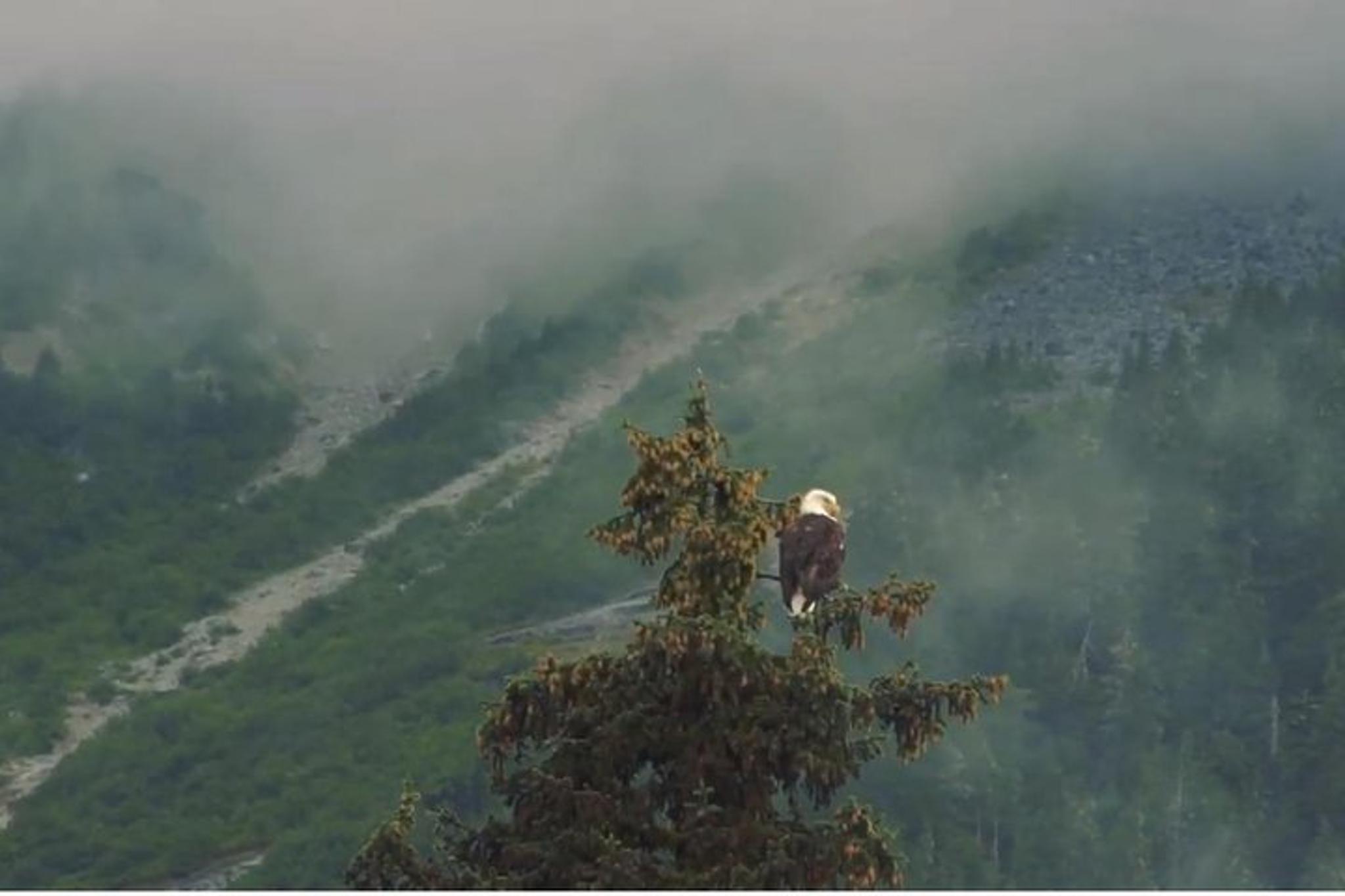 Haines Wildlife Voyageur Canoe Safari - Image 4