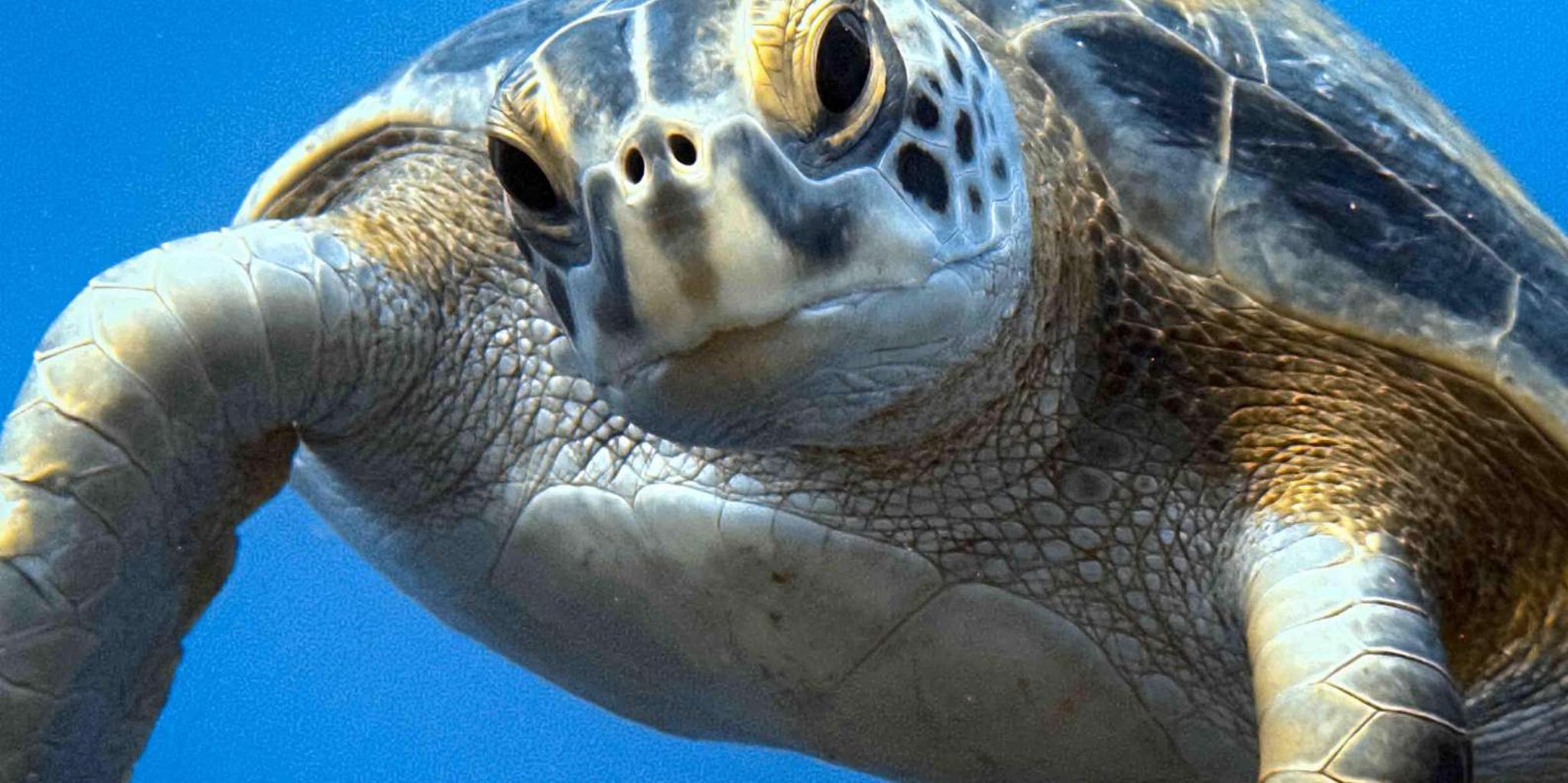 Kauai Shore Diving at Koloa Landing - Image 2