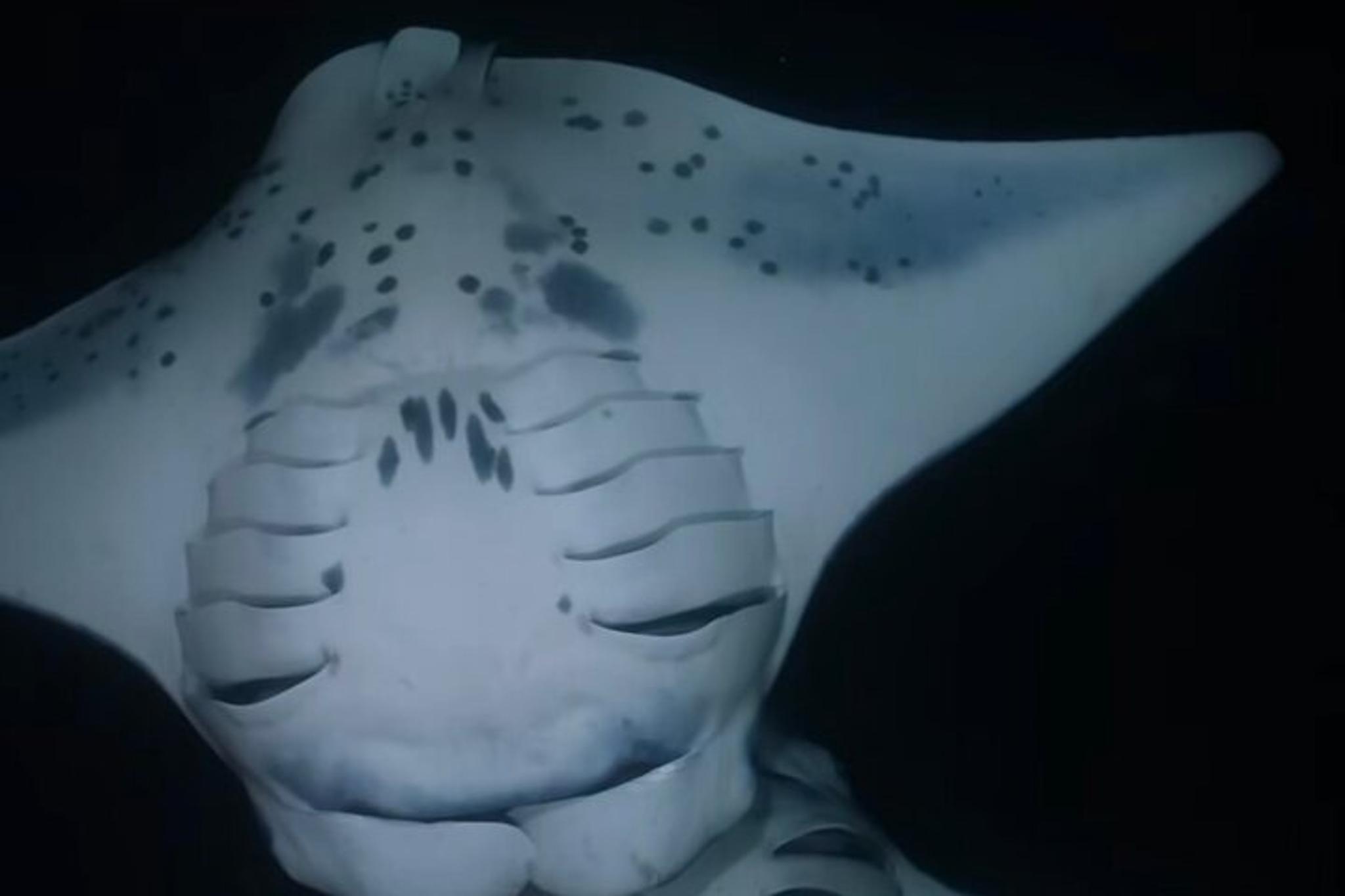 Kona Manta Ray Night Snorkel - Image 4