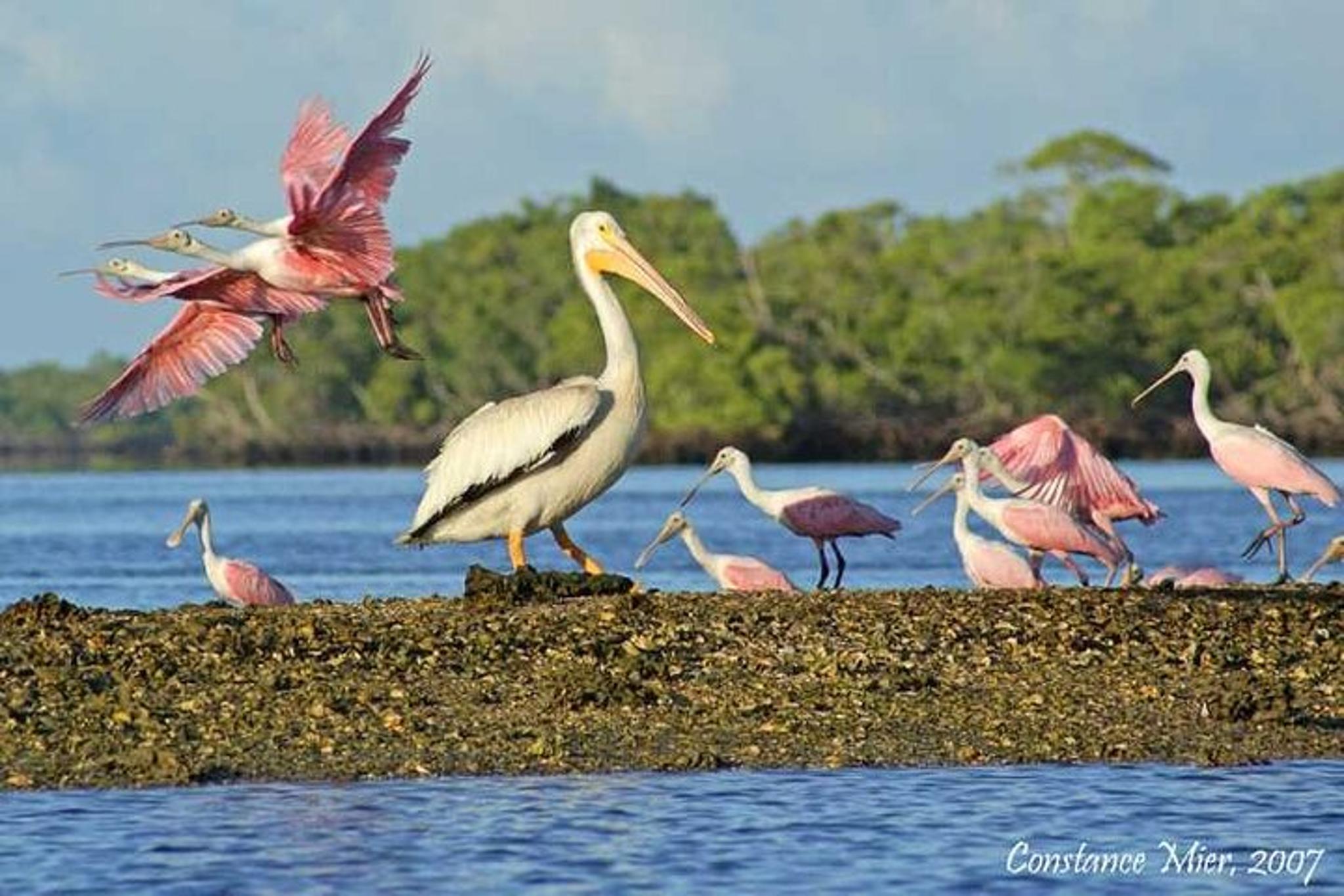 Everglades Airboat Tour - Image 5