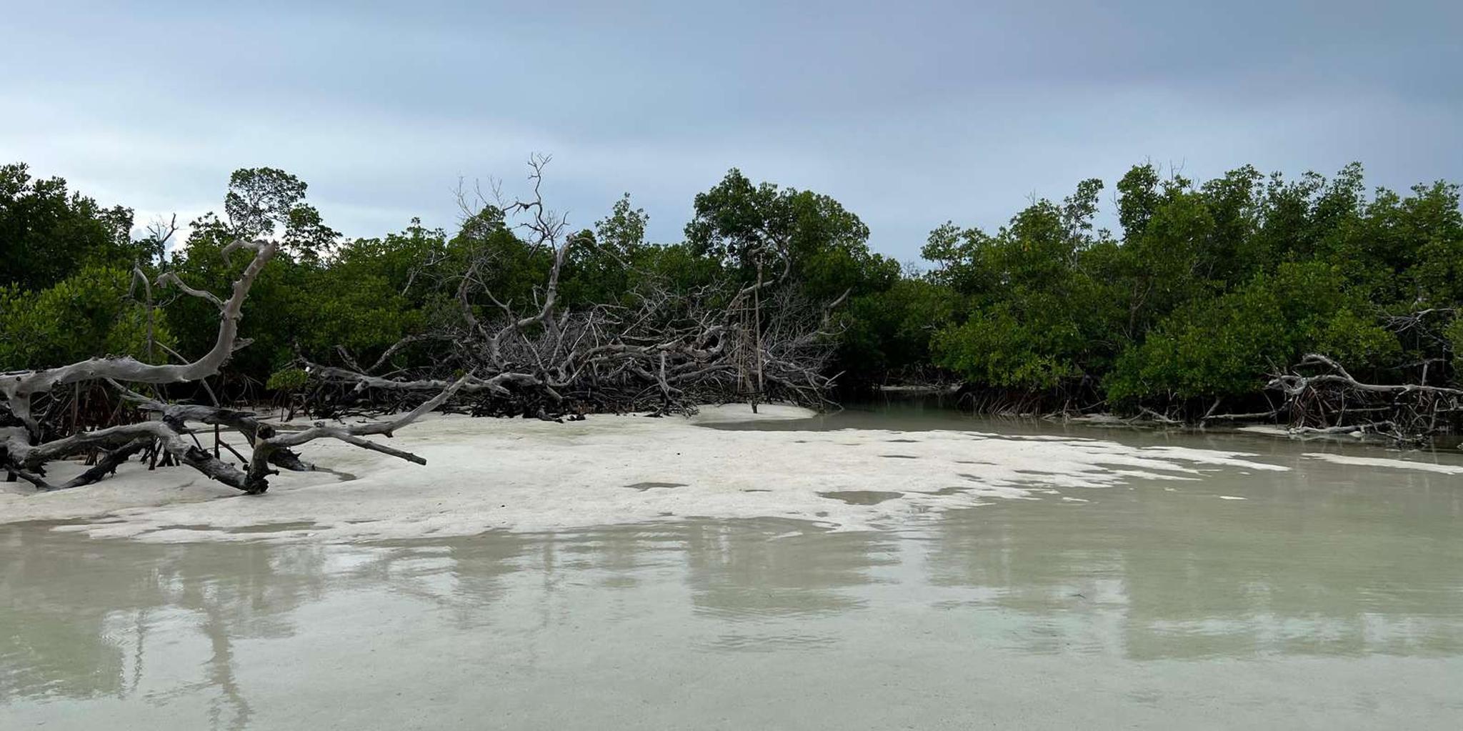 Key West Sandbar Adventure - Image 5