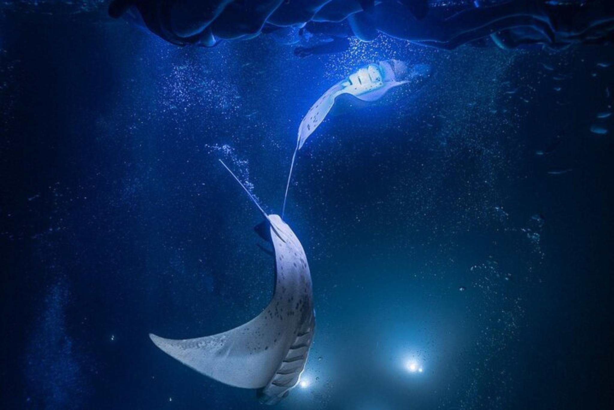 Kona Night Manta Snorkel Tour - Image 5