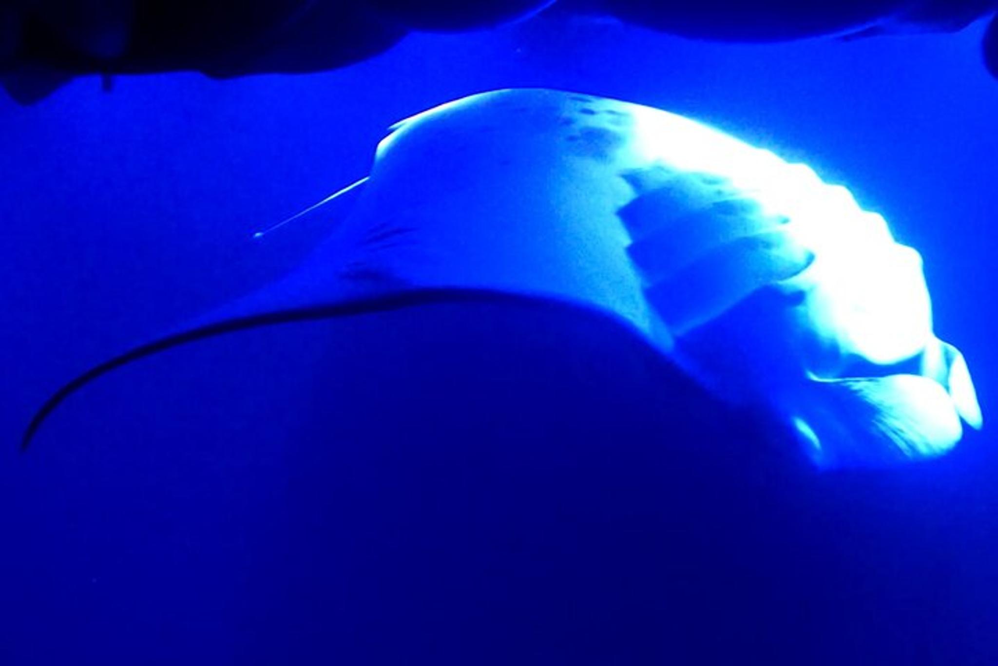 Kona Manta Ray Night Snorkel - Image 3