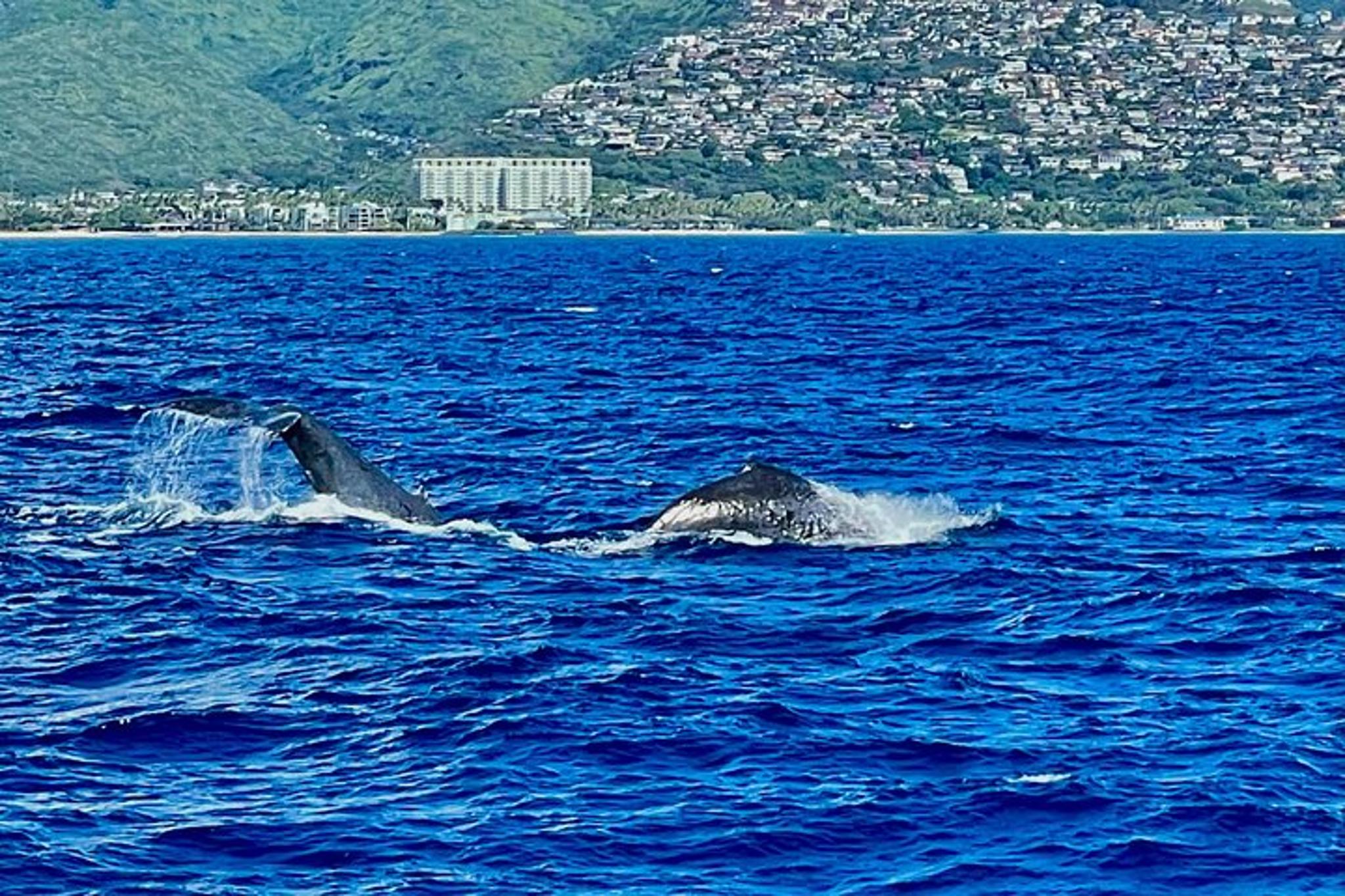 Honolulu Whale Watching Breakfast Cruise