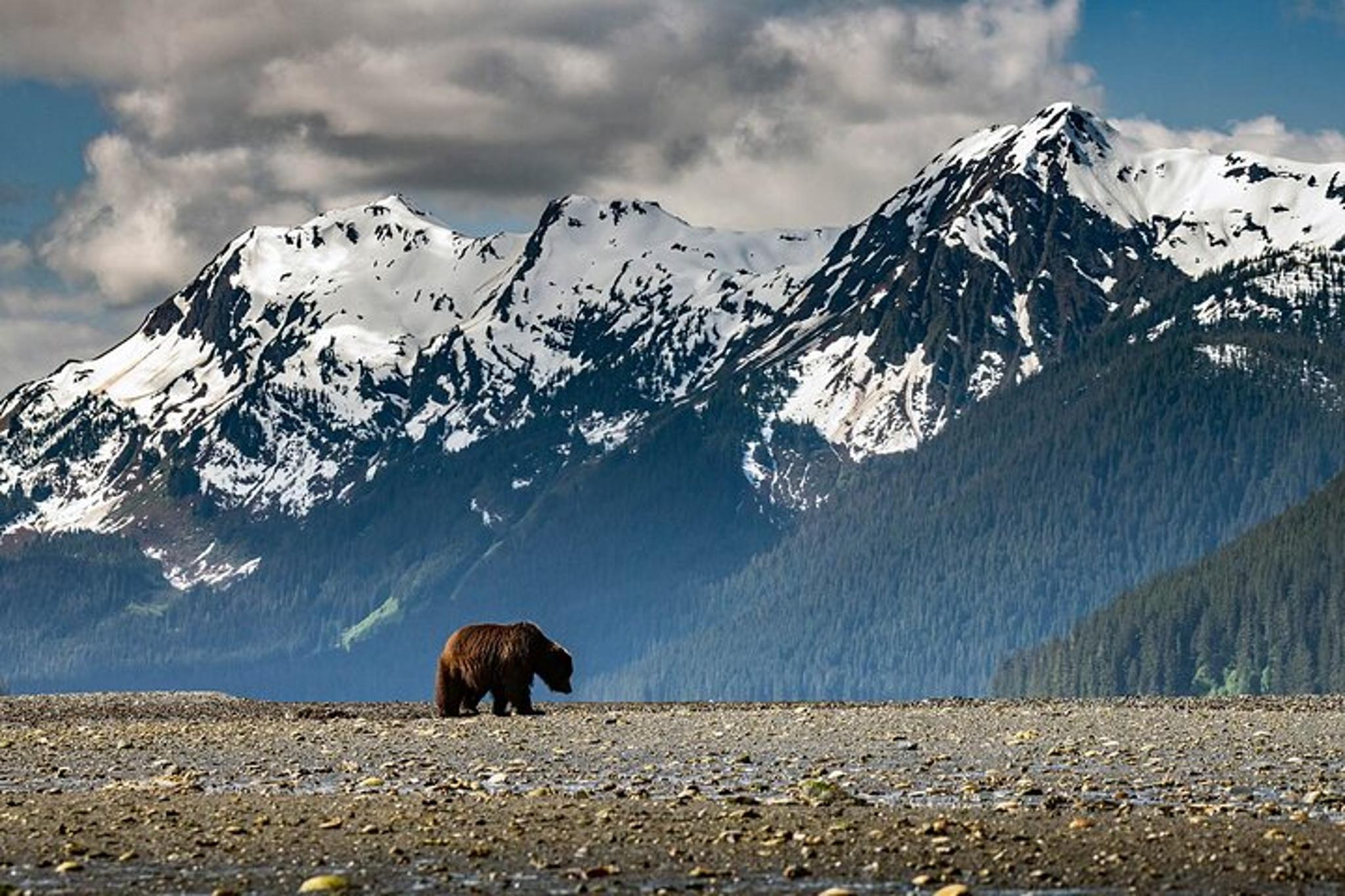Juneau Bear Viewing Tour on Admiralty Island - Image 2