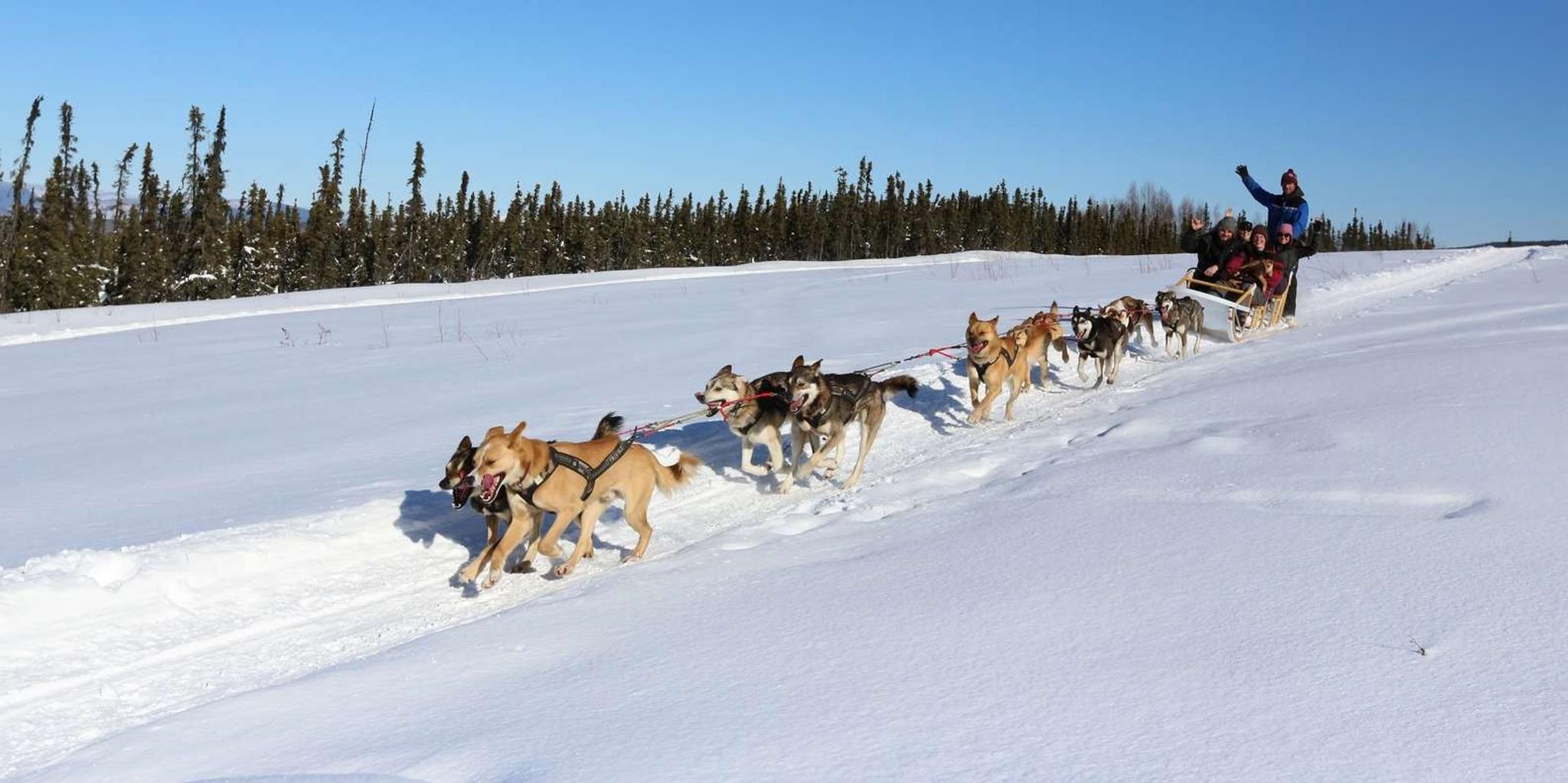 Fairbanks Dog Sledding Adventure