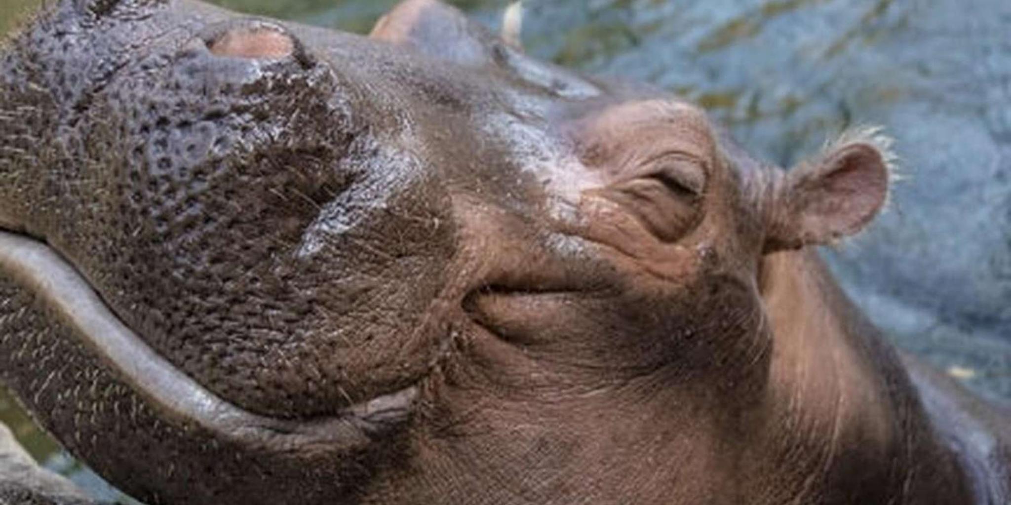 Cincinnati Zoo Admission Ticket - Image 3