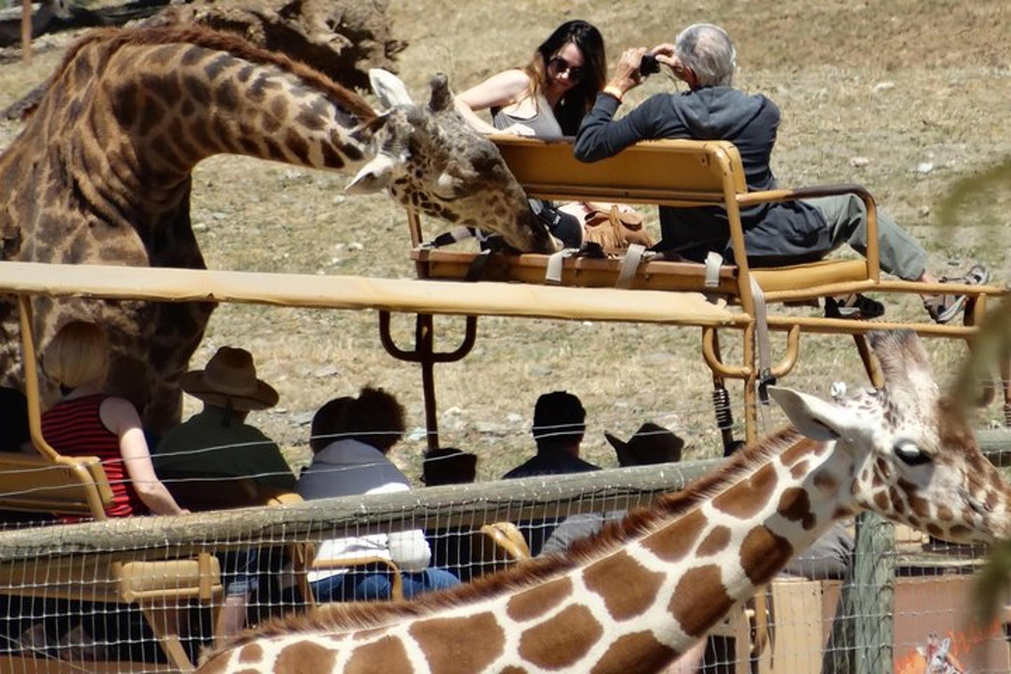 Sonoma Safari and Redwoods Private Tour - Image 4