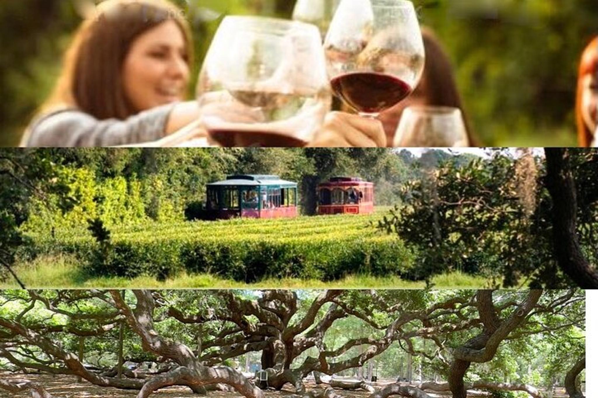 Charleston Wine and Tea Garden Tour - Image 6