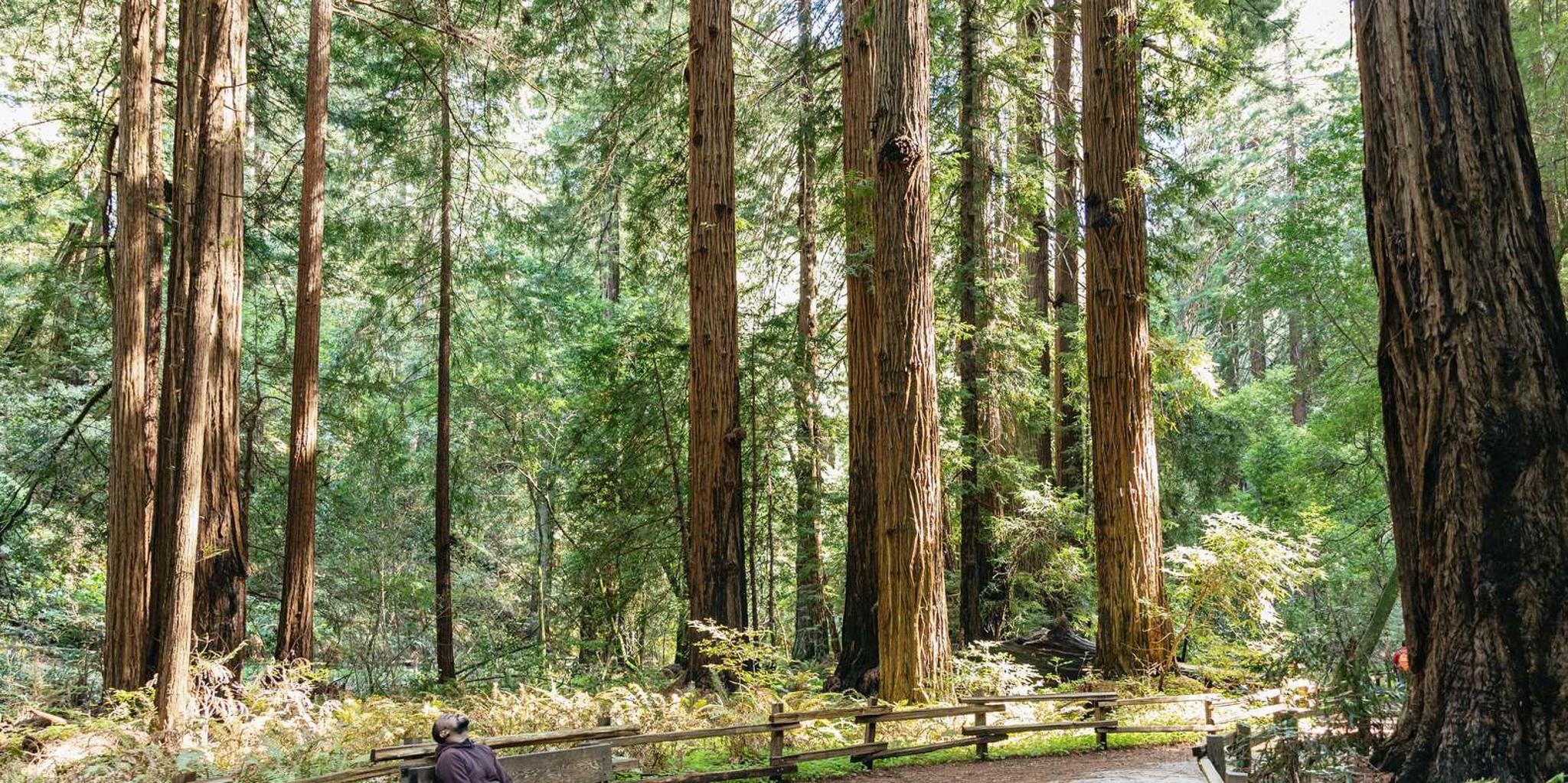 San Francisco Muir Woods Guided Tour 4.5 hr - Image 6