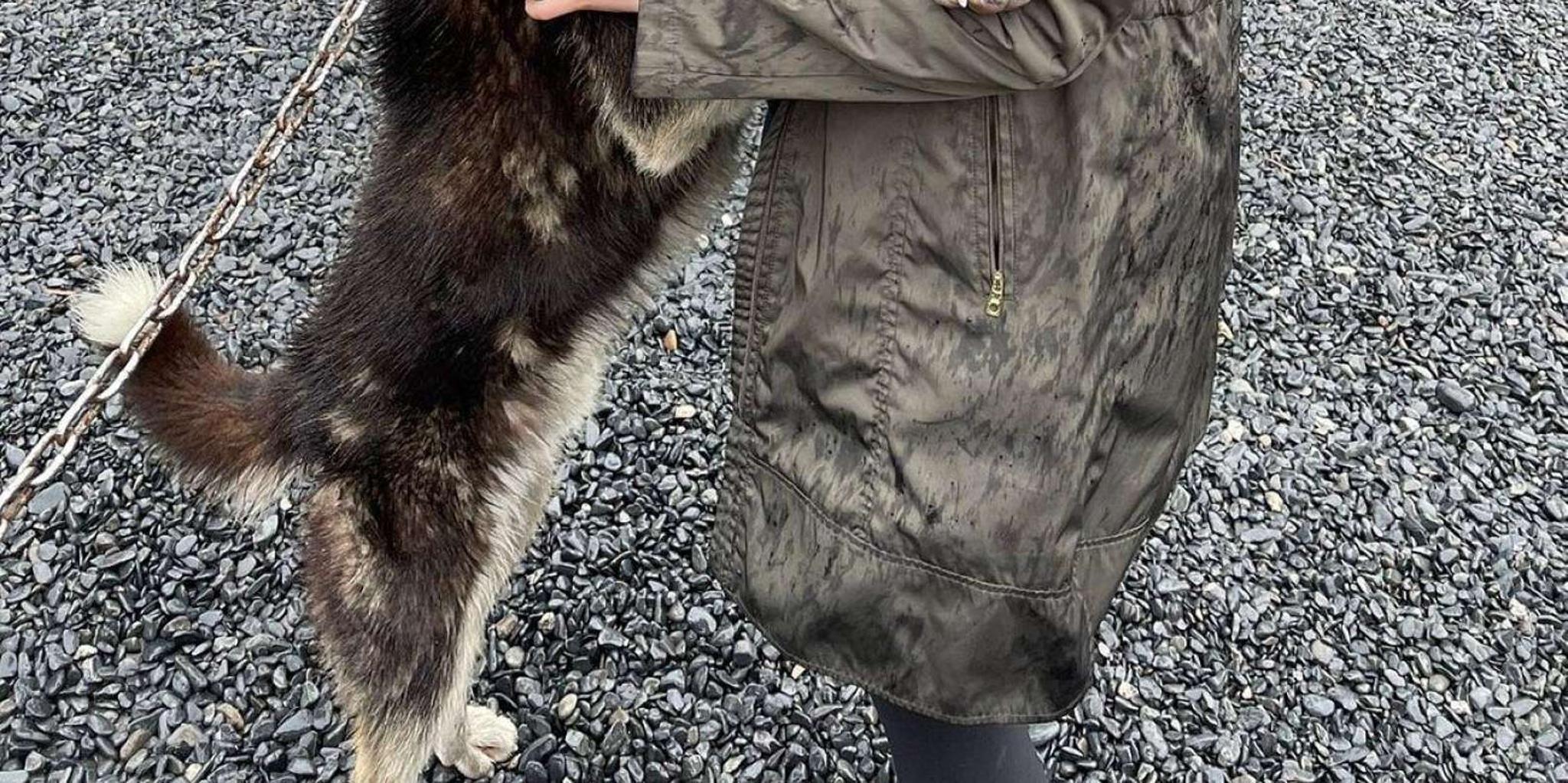 Seward Dogsledding Tour & Kennel Experience - Image 5