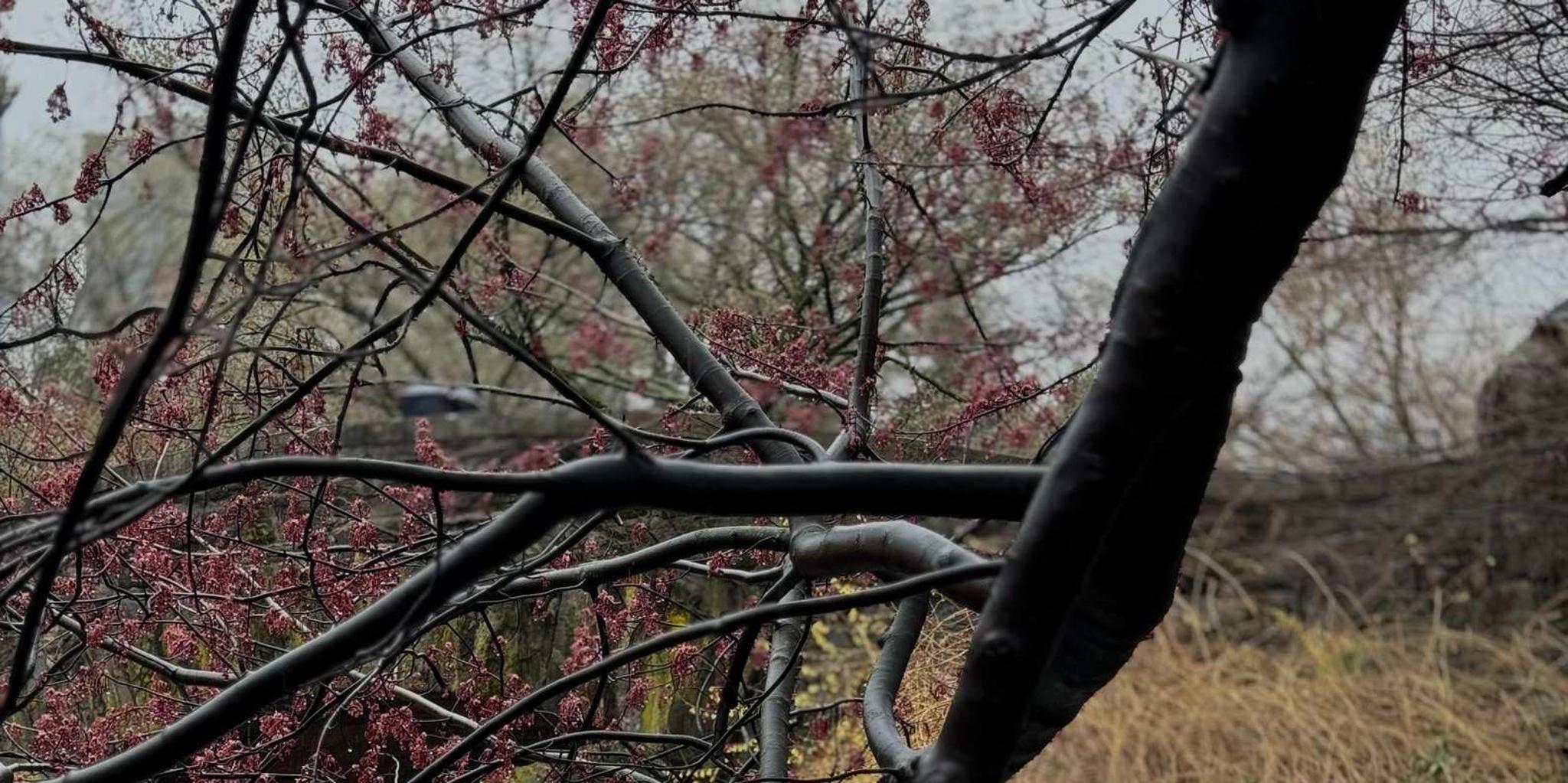 New York City Central Park Pedicab Tour - Image 6