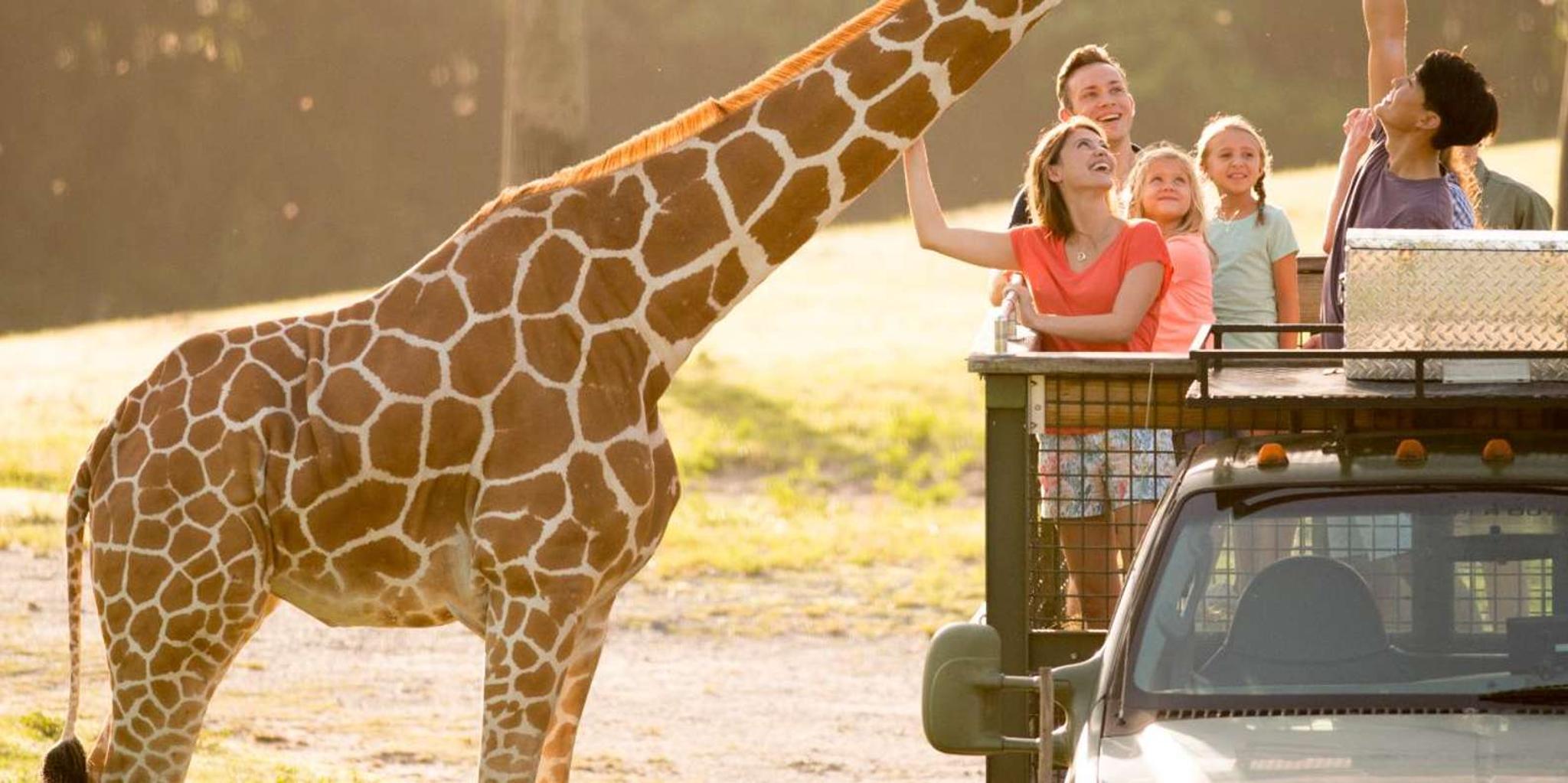 Tampa Busch Gardens Ticket & Multi-Park Options