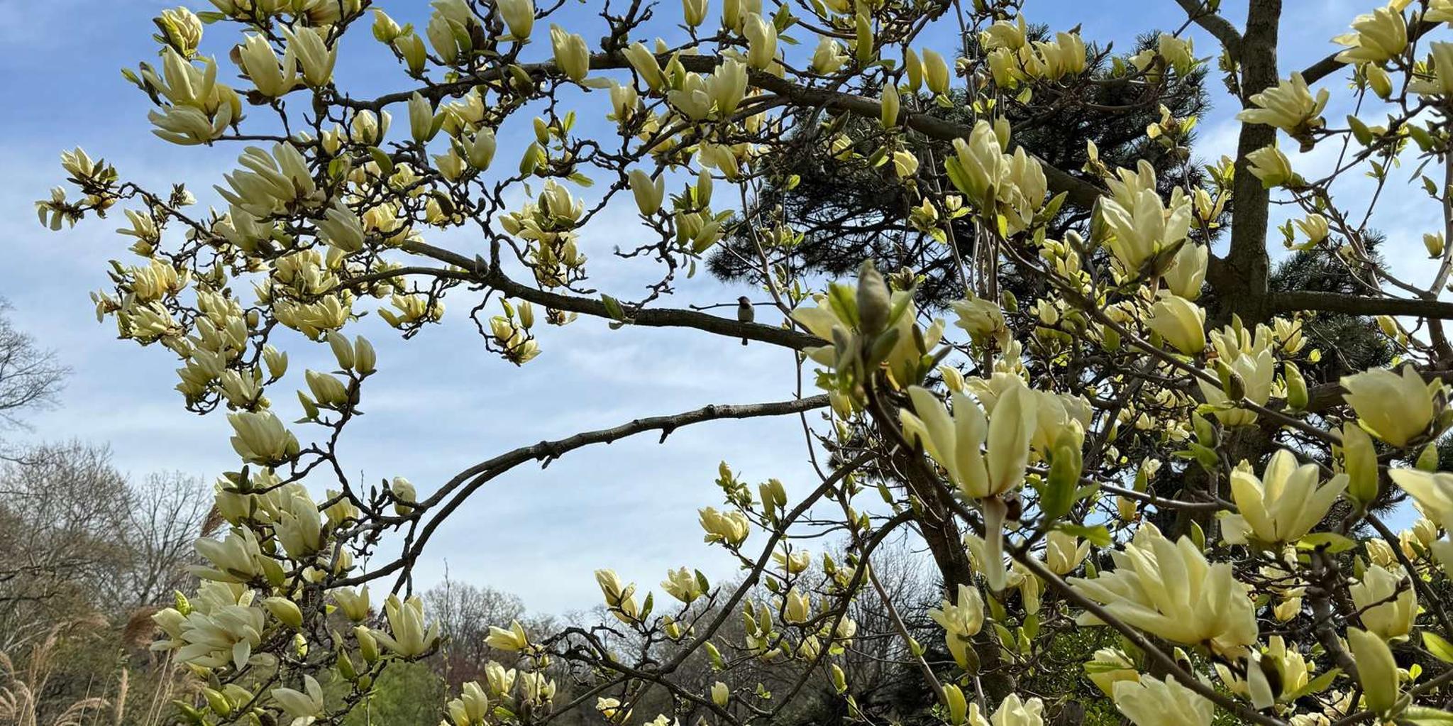 New York City Central Park Pedicab Tour - Image 5