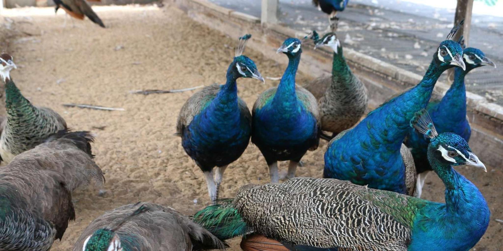 New York Bronx Zoo Tour with Private Transfers - Image 6