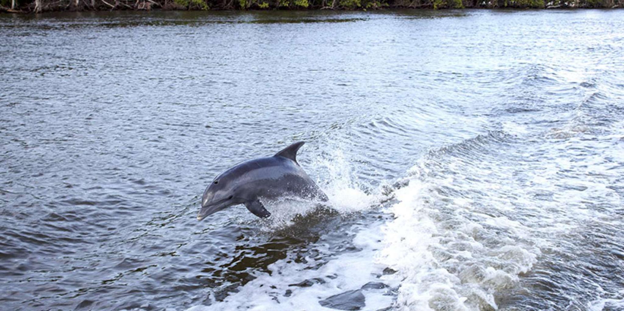 Panama City Dolphin Cruise at Sunset - Image 4